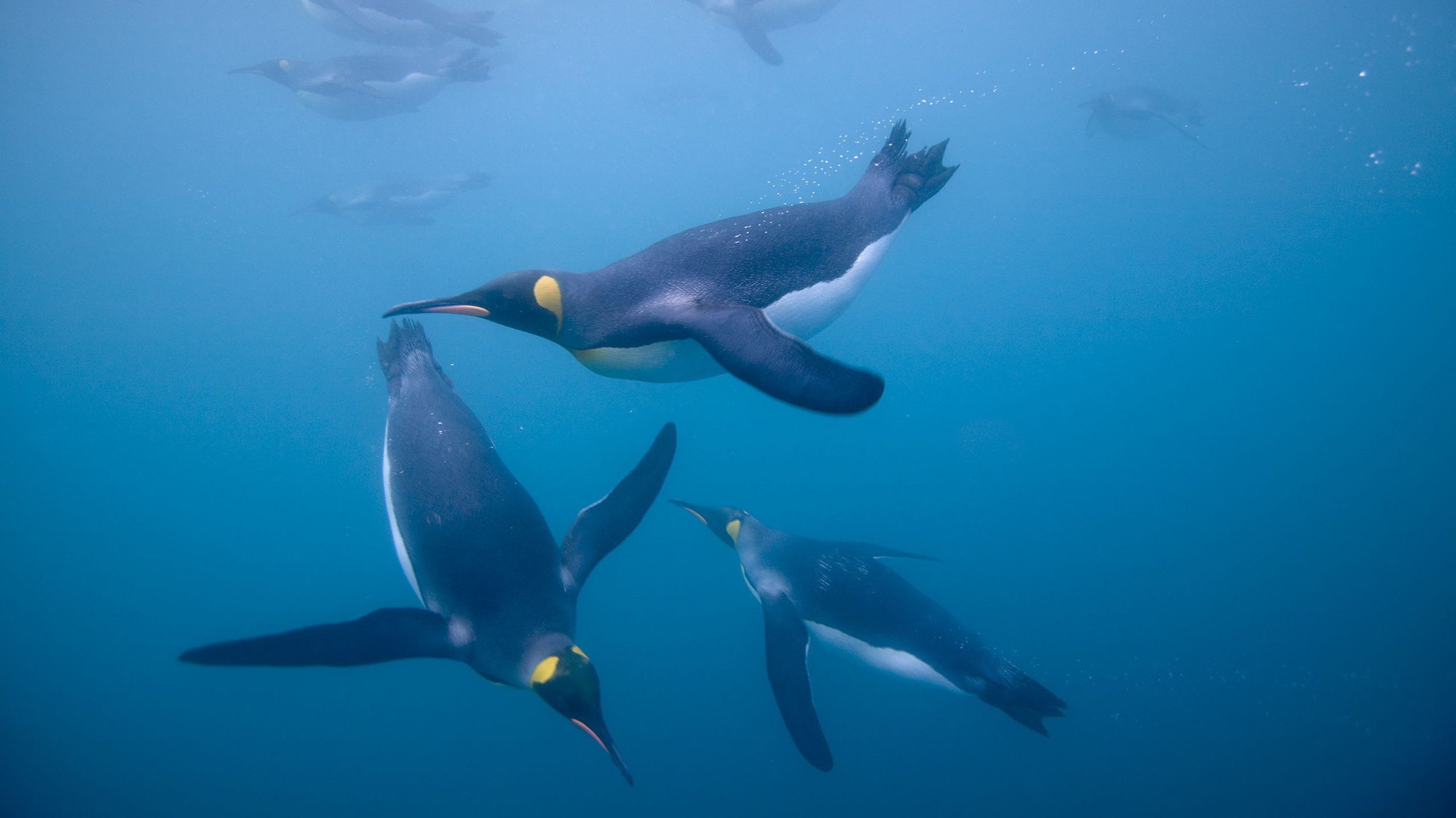 PENGUIN ISLAND | SOUTH GEORGIA