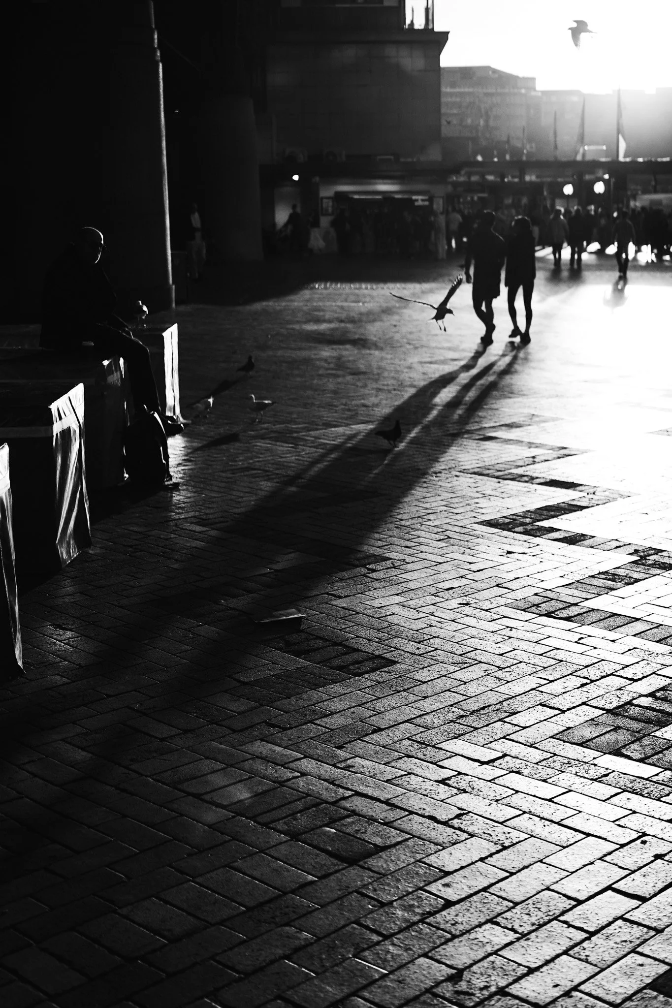 Black and white photo of people walking and sitting in an urban area during sunset or sunrise, with long shadows cast on cobblestone pavement, some birds on the ground, and city buildings in the background.
