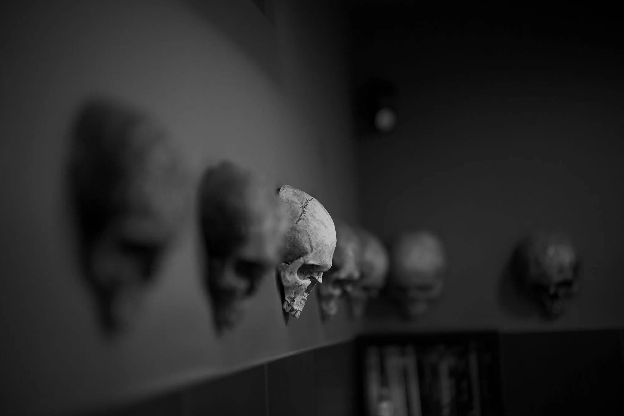 Schädel aus Knochen, aufgestellt in einer Reihe auf einem schwarzen Regal, in Schwarz-Weiß-Fotografie.
