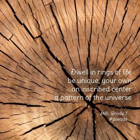 Close-up of a wooden tree cross-section with a quote about life and the universe