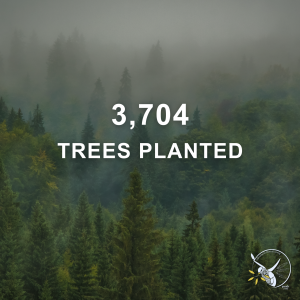 A forested area with mist and trees, showing that 3,704 trees have been planted.