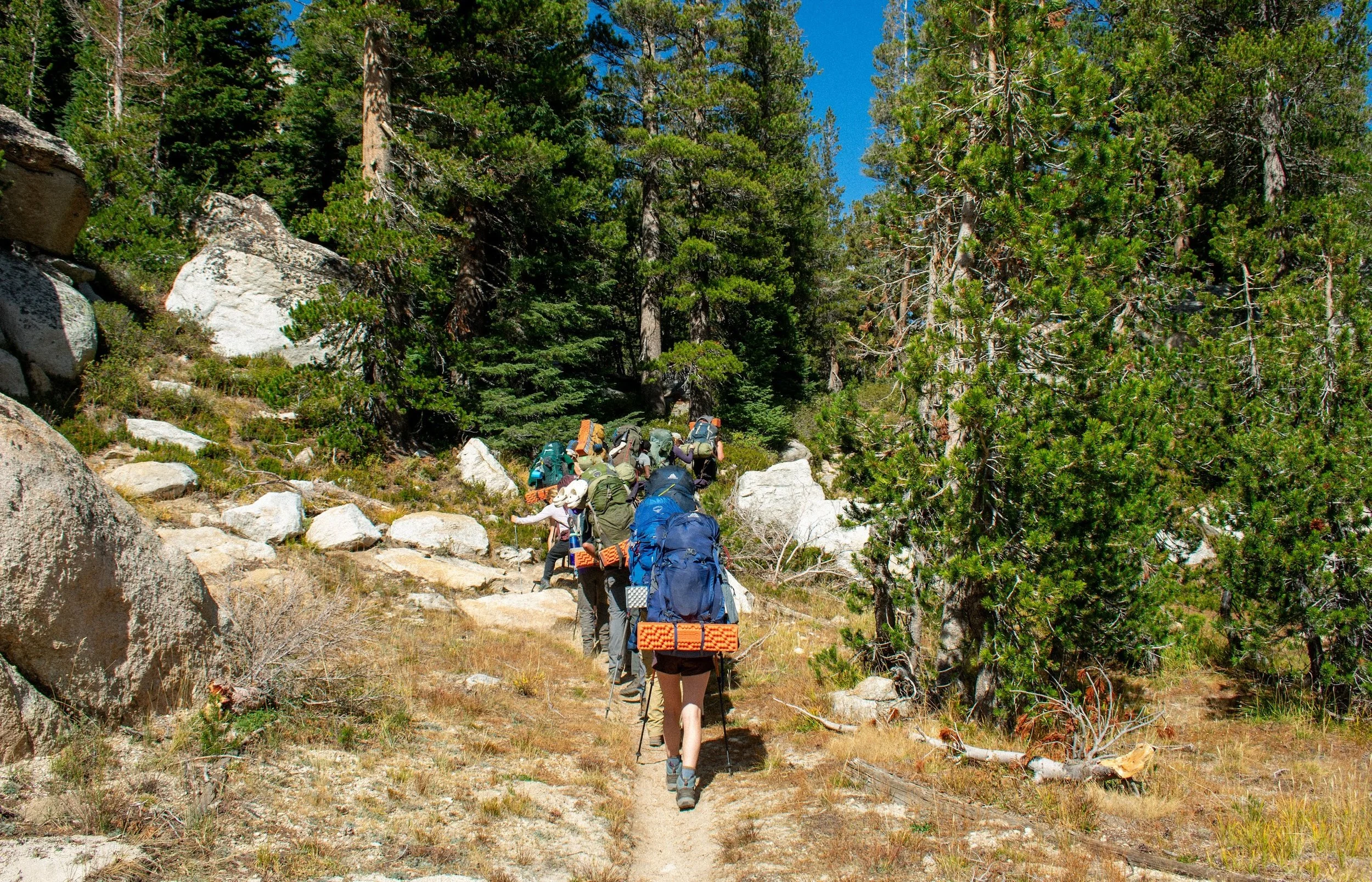 A group of hikers carrying backpacks and walking sticks hike along a trail through a forested mountain area with tall trees and rocky terrain.