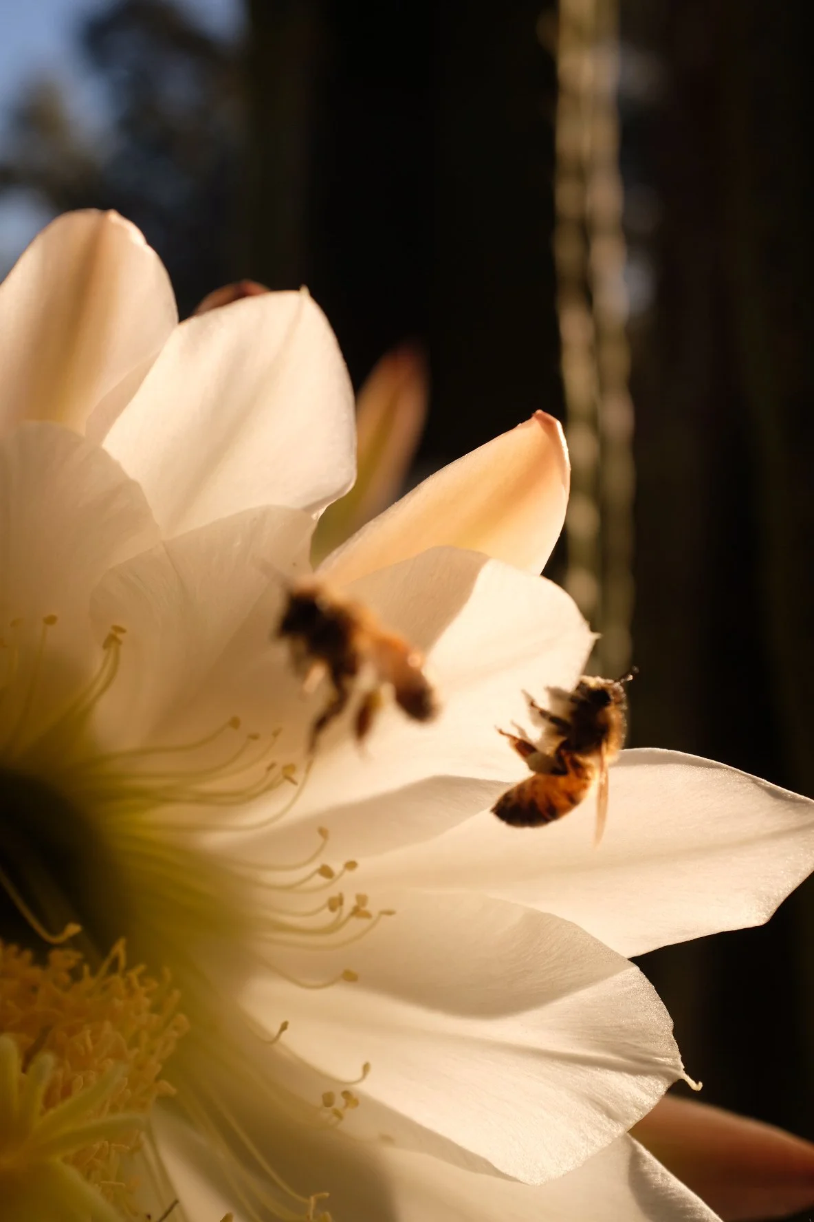 Close-up of a white flower with bees collecting nectar.