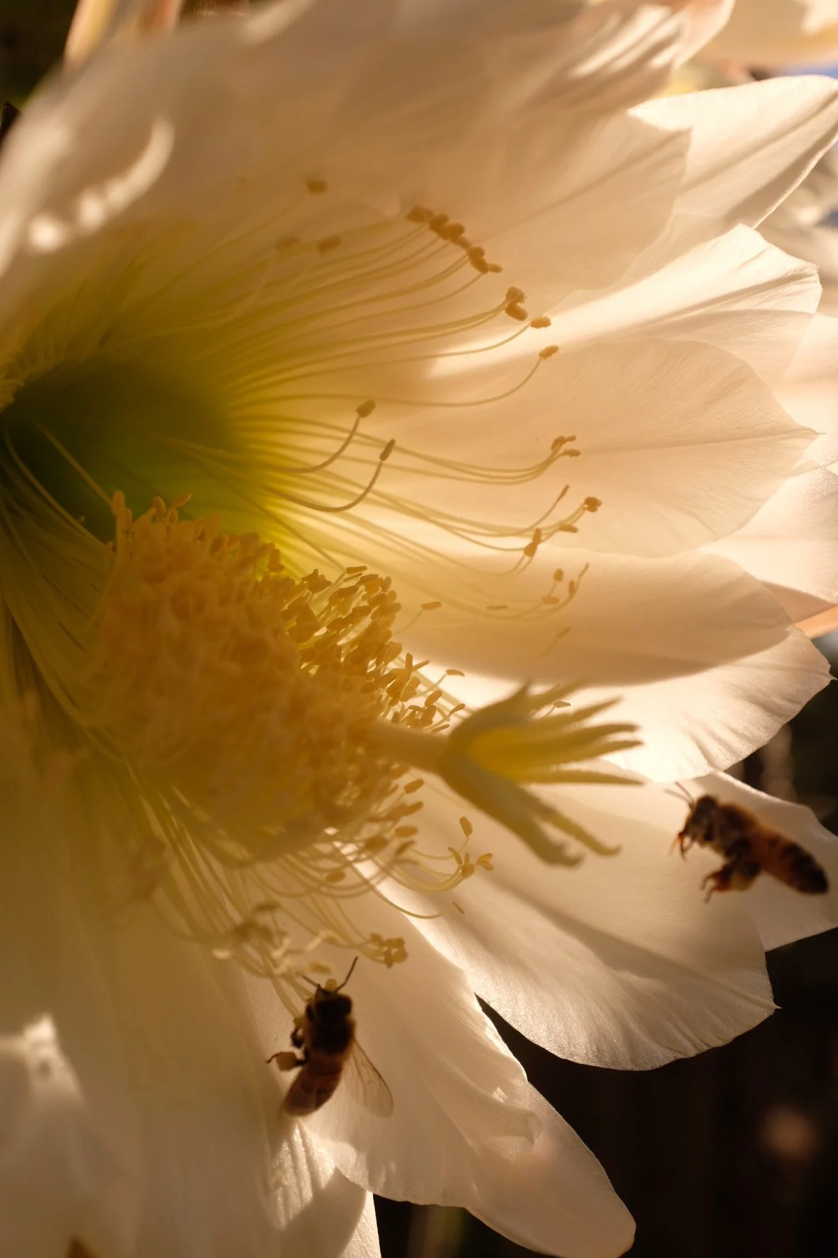 Close-up of a large white flower with many stamens, bees collecting pollen, and a soft natural light illuminating the petals.