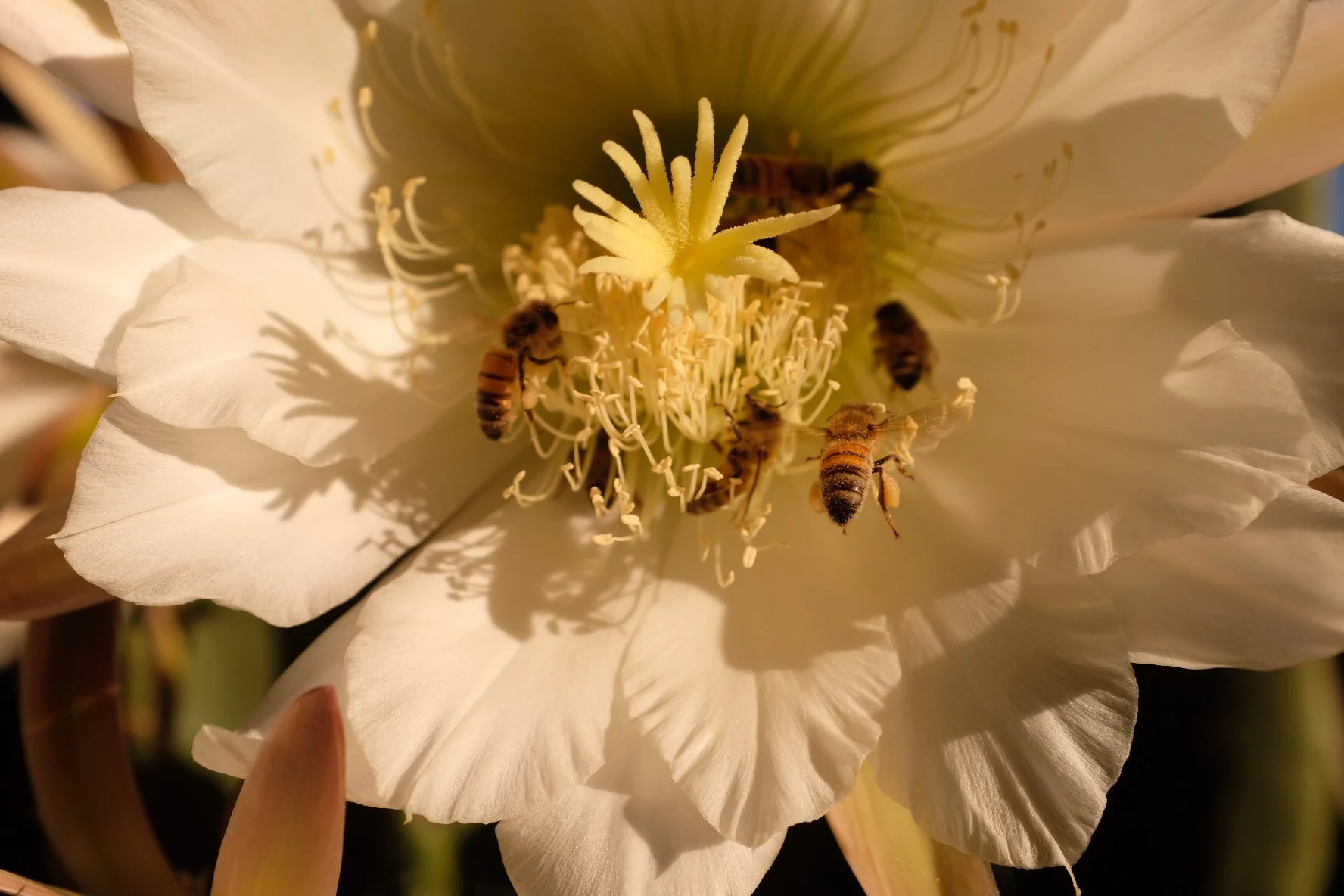 Close-up of a white flower with bees gathering nectar on the yellow center.