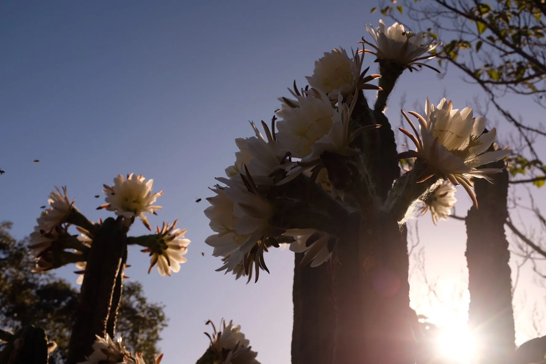 Close-up of flowering cactus with white blossoms, backlit by the setting sun, and a clear blue sky.