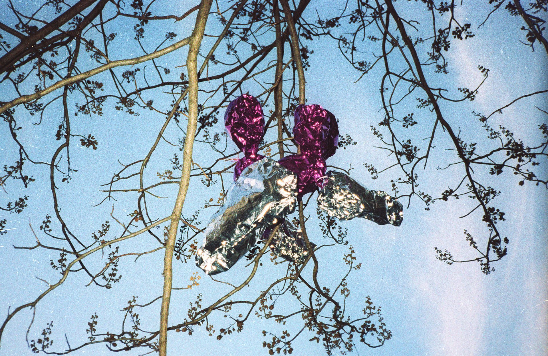 Colorful metallic balloons, purple, silver, and black, tied to a branch of a tree with small leaves against a clear blue sky.