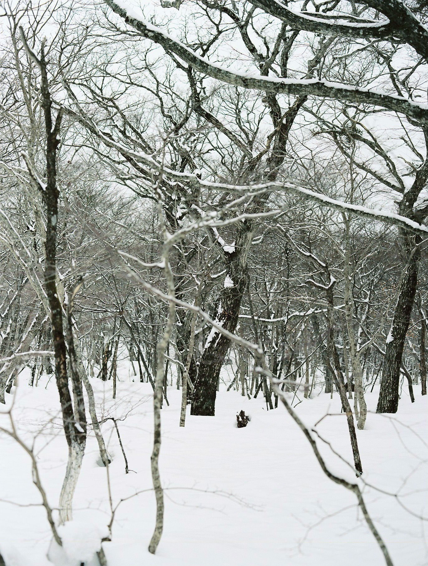 Snow-covered trees in a winter forest with bare branches and a snow-covered ground.