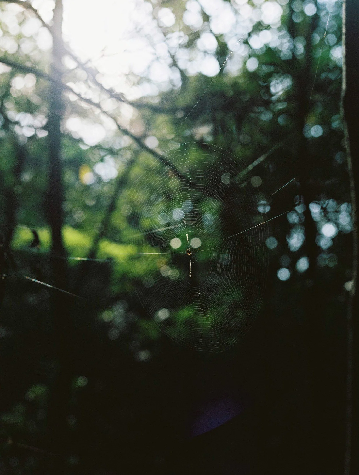 Close-up of a spider web with a background of blurred green and white bokeh light effects, framed by dark silhouettes of trees.
