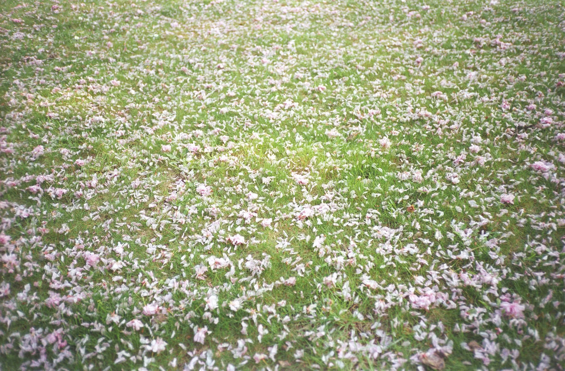 A field covered with pink and white flower petals scattered on green grass.