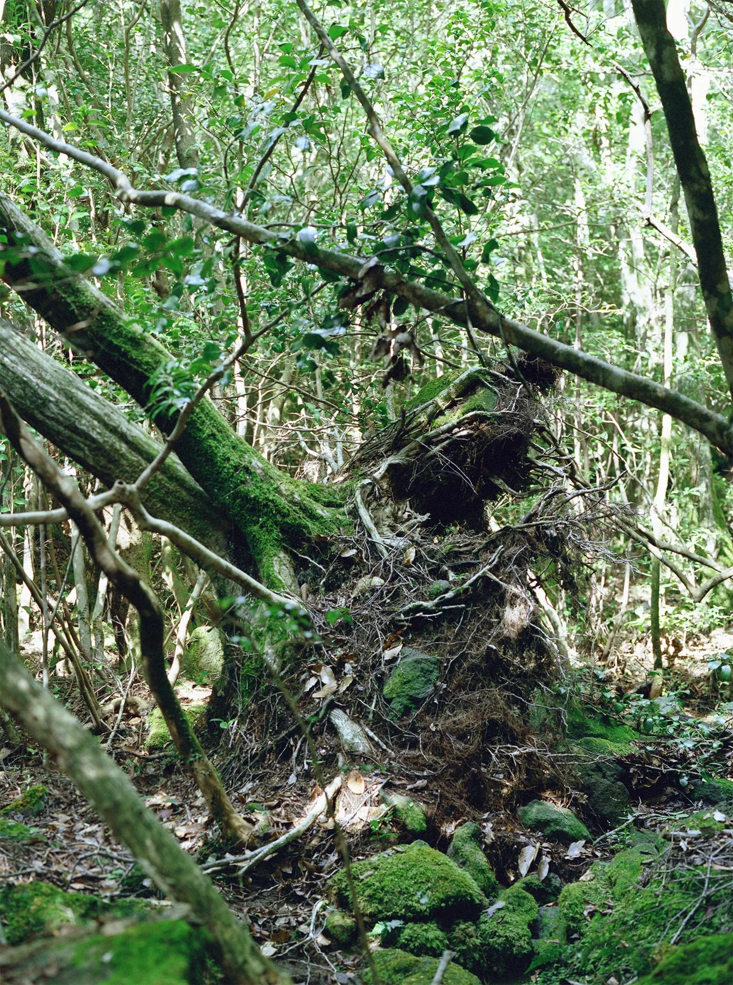 Dense forest with fallen trees, moss-covered rocks, and tangled branches.