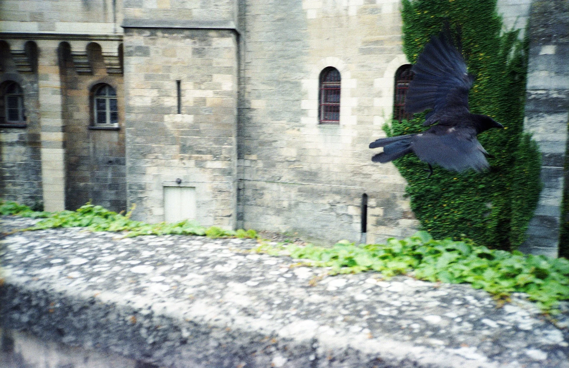 A black bird flying in front of a brick and stone building with small arched windows, surrounded by green bushes and plants.