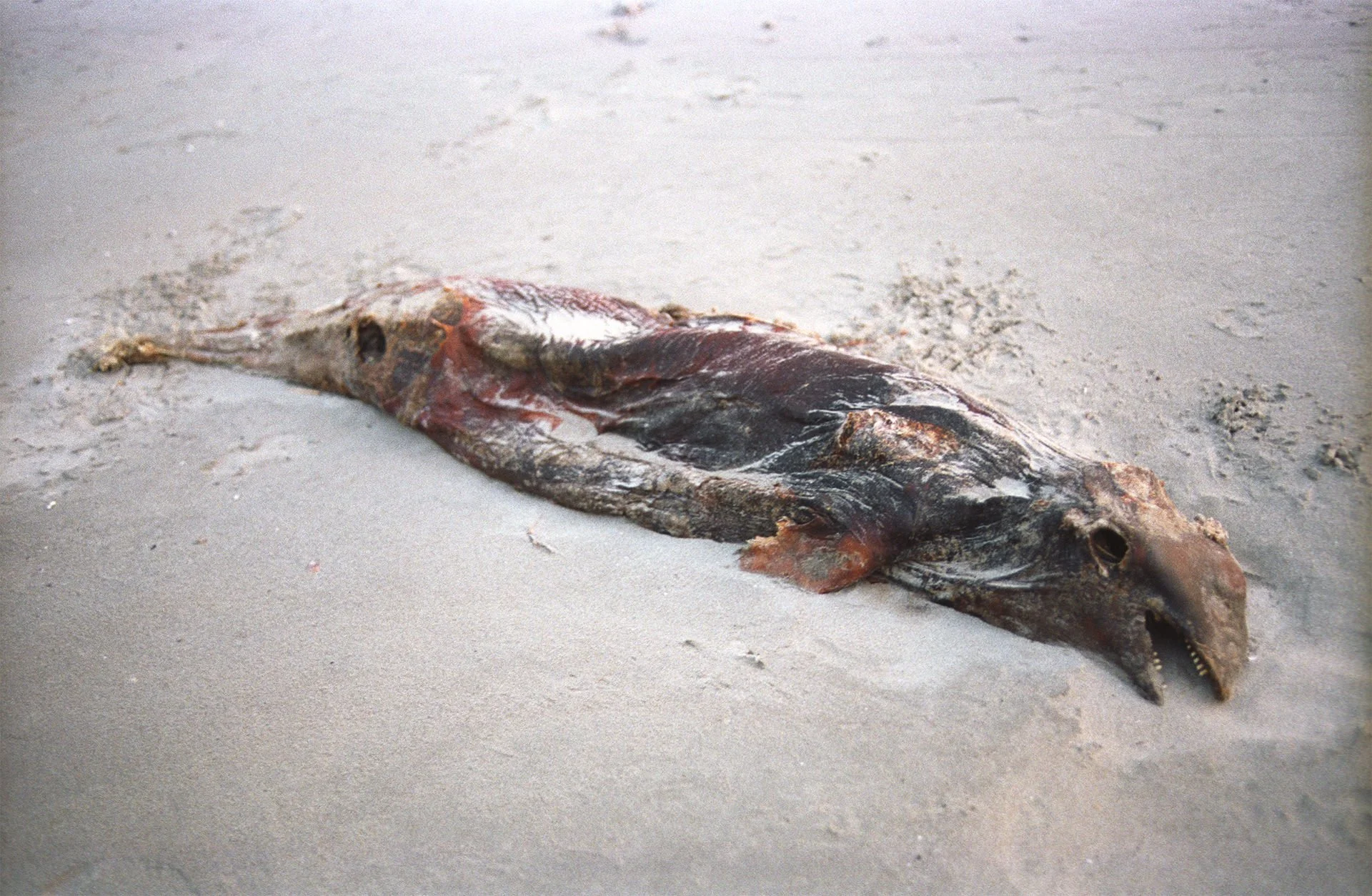 Dead fish lying on sandy beach with its mouth open.