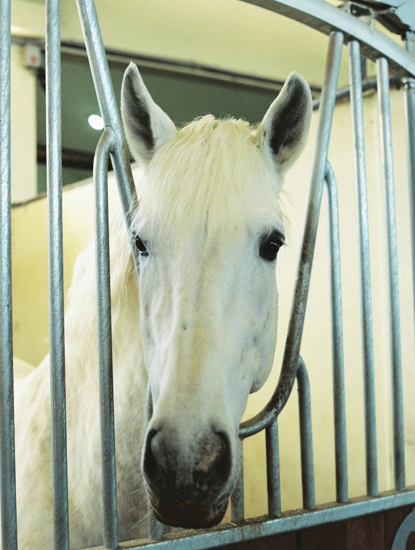 A white horse with dark ears and nostrils looking through the bars of a metal stall, inside a stable or barn