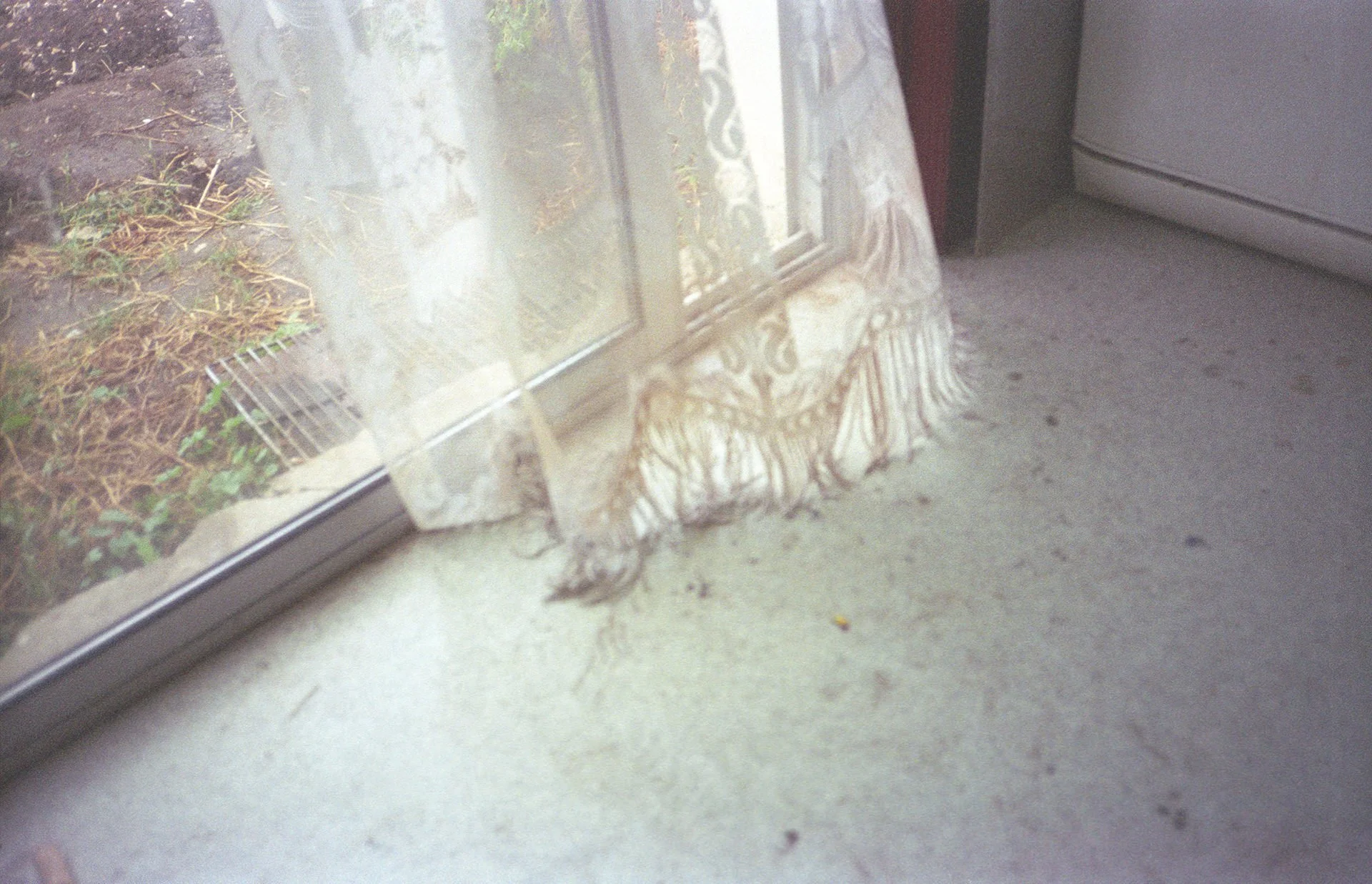 A kitten with orange and white stripes standing on a carpeted floor, looking outside through a glass door with a sheer curtain.