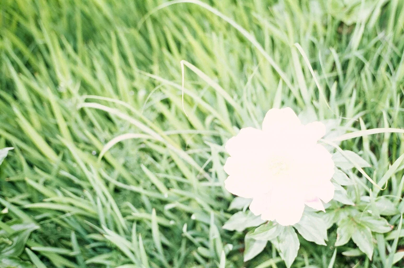 A white flower with green leaves in the foreground and green grass in the background.