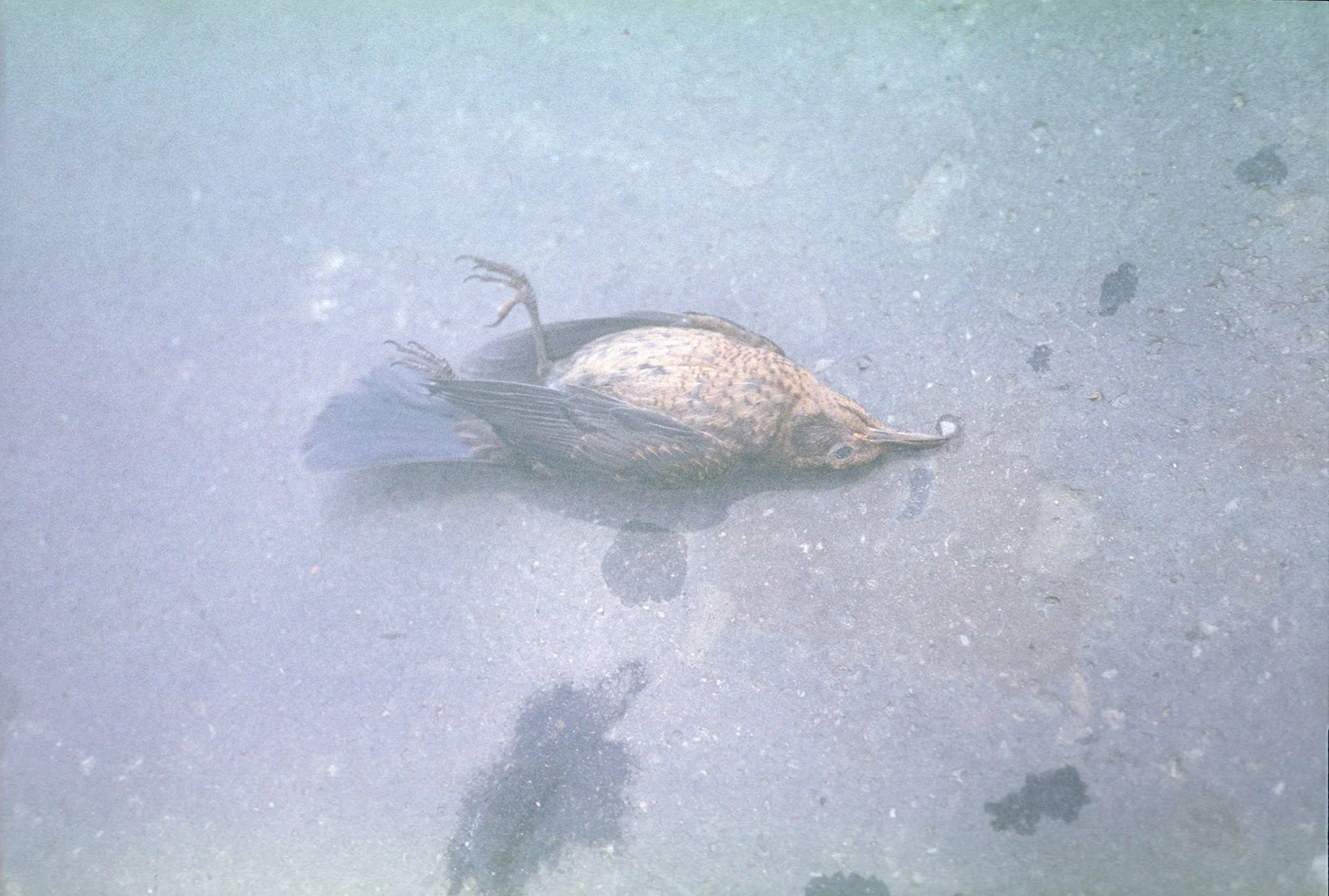 A dead fish lying on a wet pavement with a small piece of paper near its mouth.