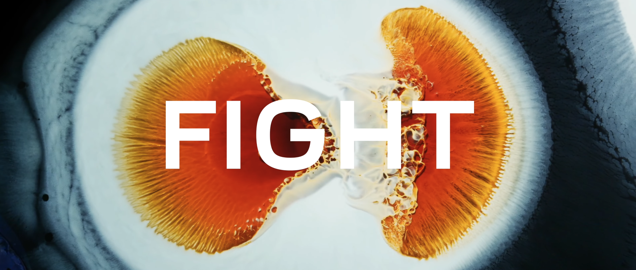 FIGHT MV