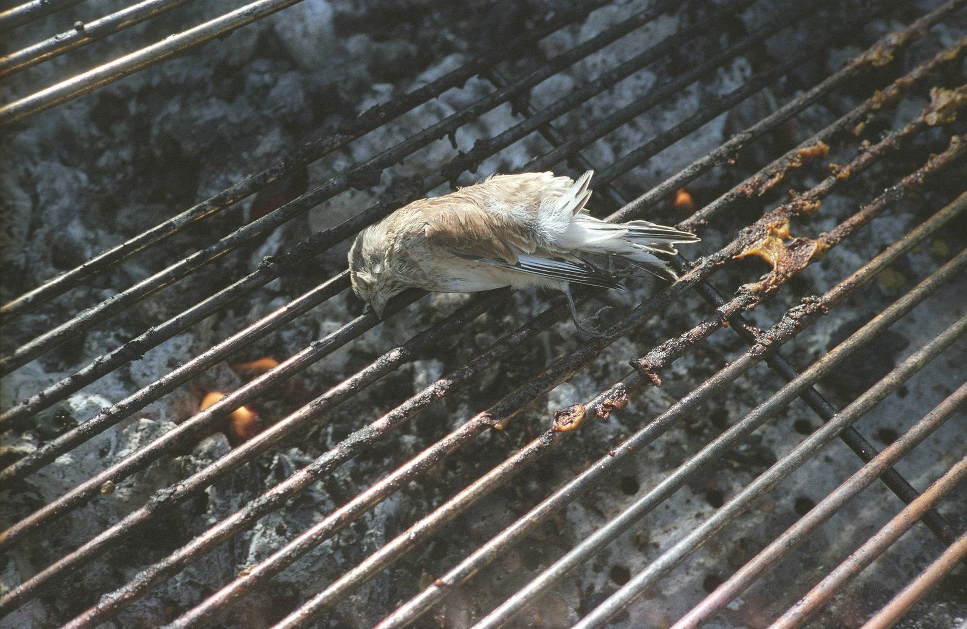 A dead bird lying on a rusty metal grill over a charcoal fire.