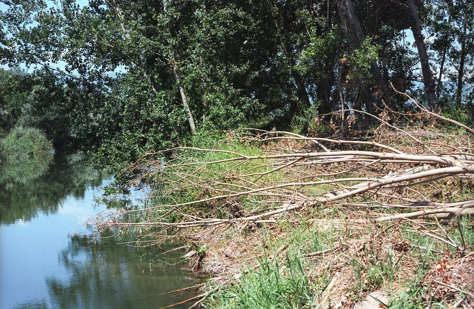 A river flowing through a lush green forested area with trees and branches overhanging the water.