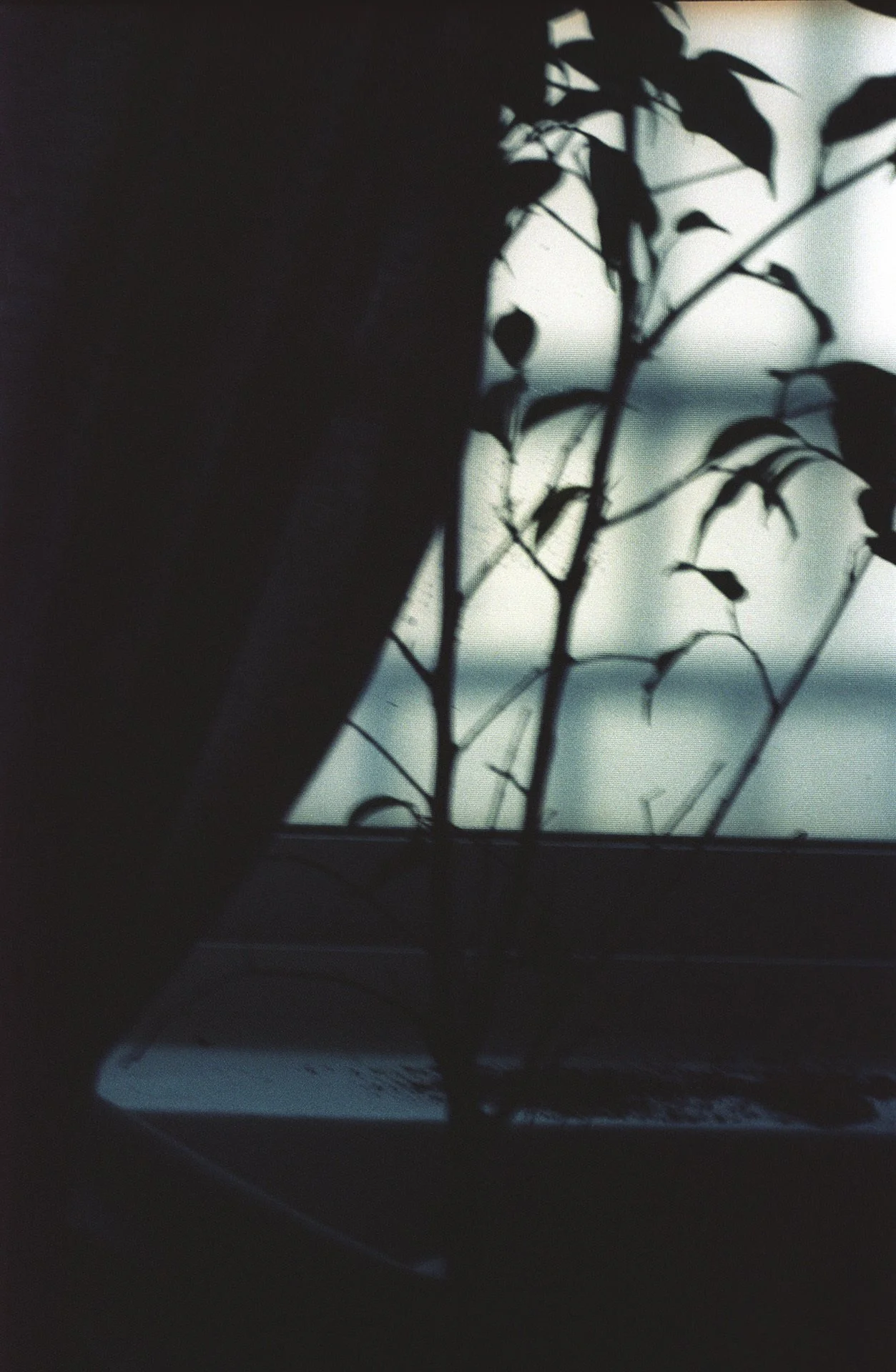 Shadows of leaves cast on a window seen through a screen