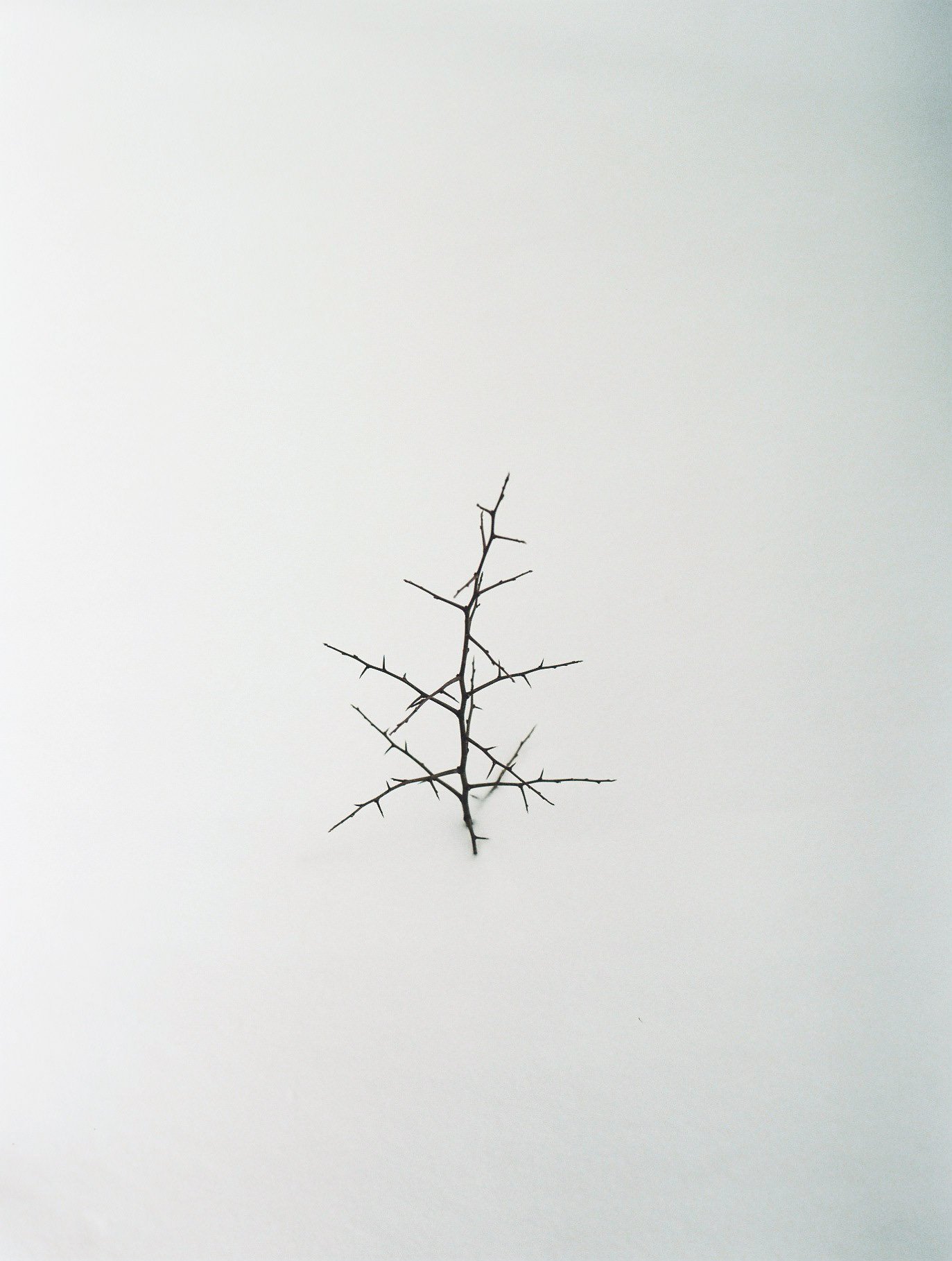 A lone, leafless, thorny branch against a plain, off-white background.