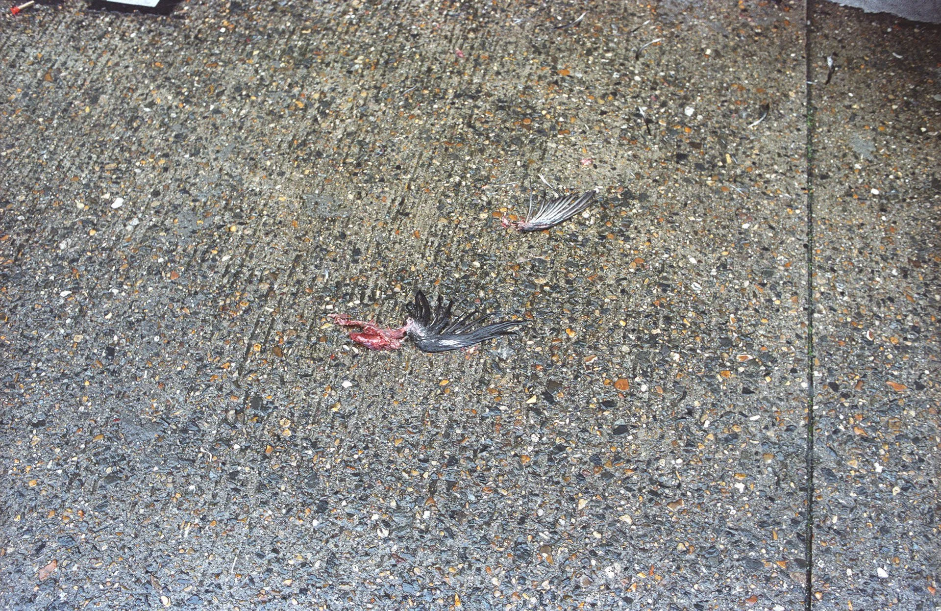 A dead bird lying on a rough, gray concrete sidewalk with a small piece of bird's wing feathers visible nearby.