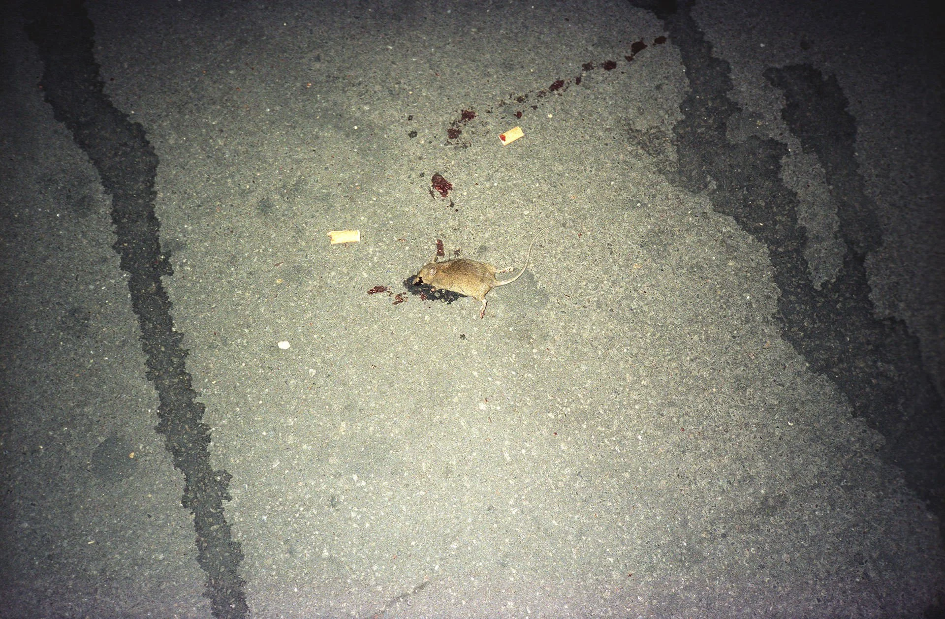 A dead mouse on a paved street with bloodstains and cigarette butts nearby.