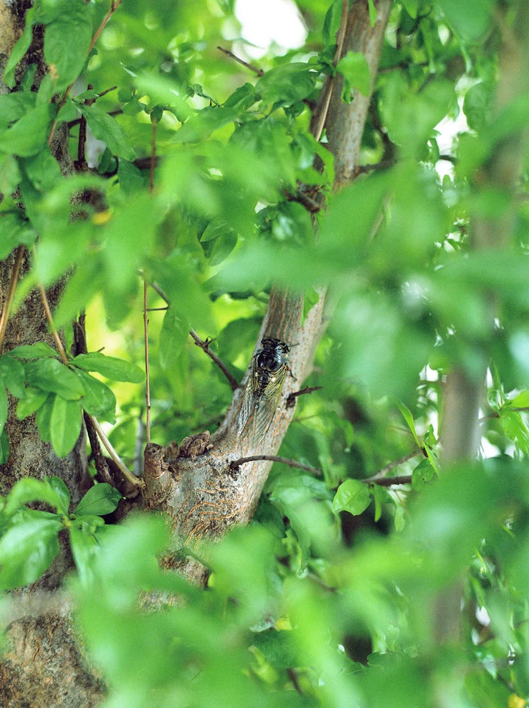 Close-up of a dragonfly resting on a tree trunk surrounded by green leaves.