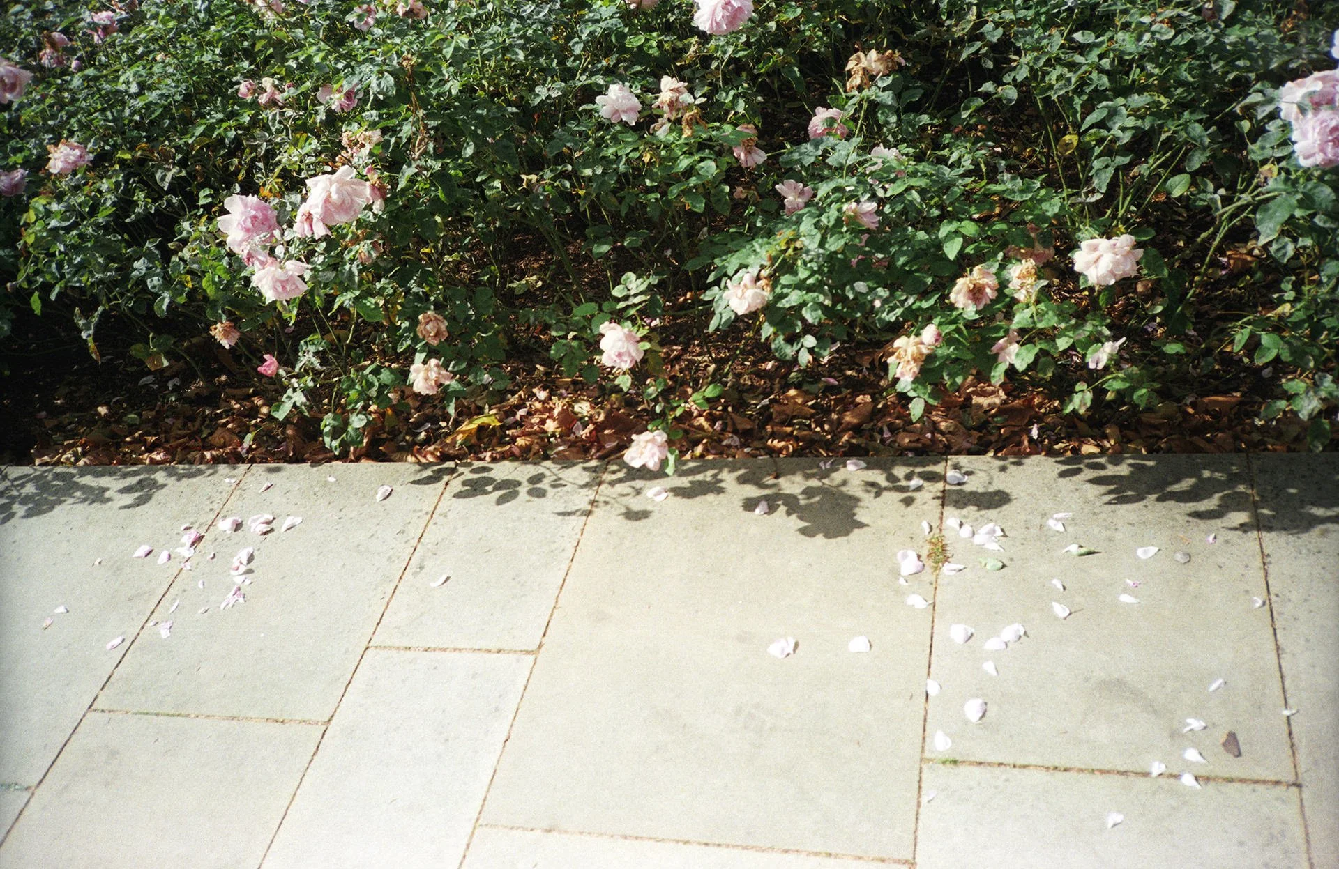 A sidewalk with scattered pink flower petals in front of a bush with pink roses and shadows.