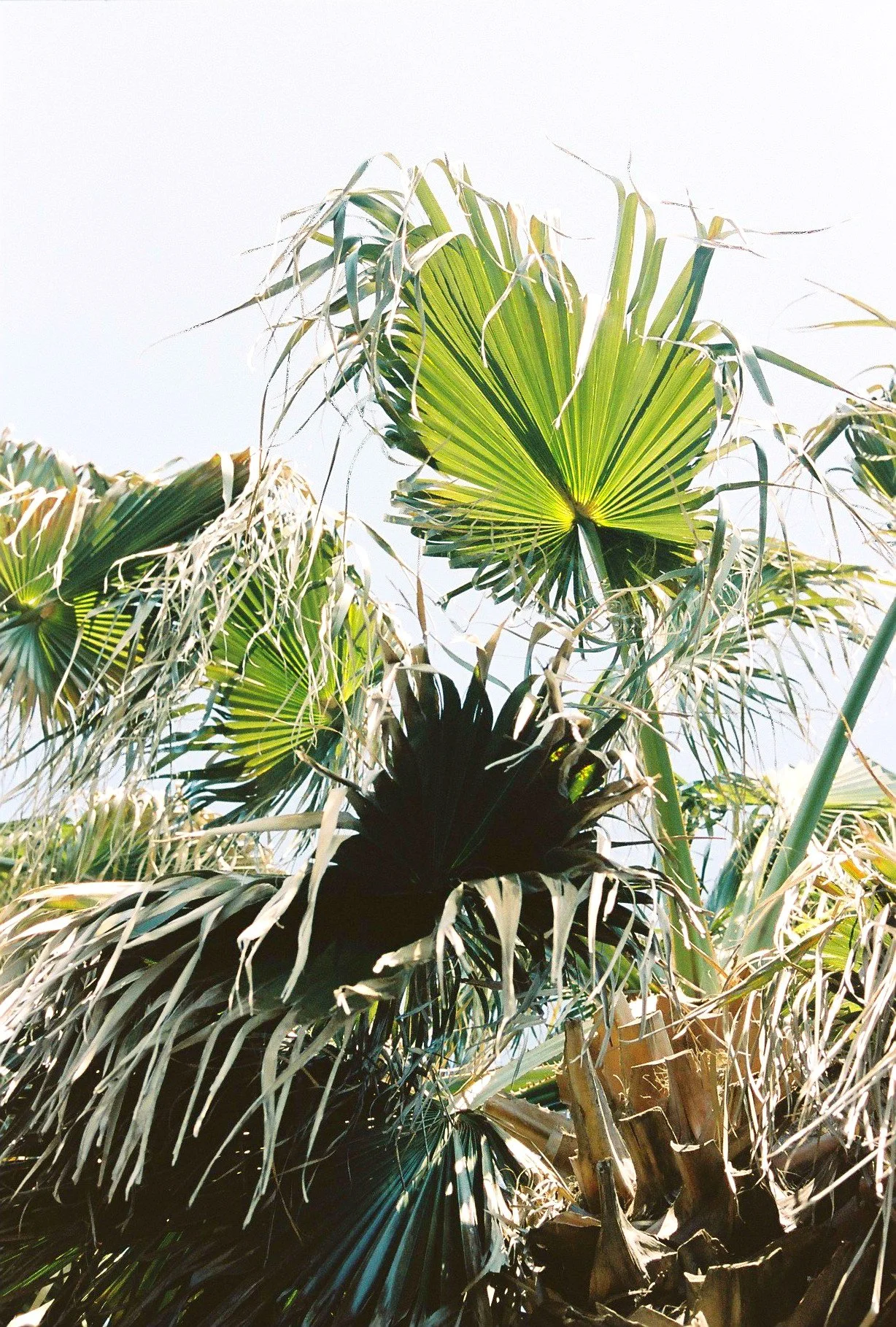 Close-up of a palm tree with green fronds and some dried, brown leaves against a bright sky.