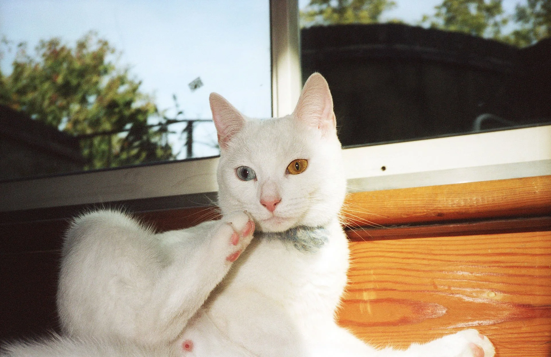A white cat with heterochromatic eyes, one blue and one amber, lying on a wooden surface near a window with trees outside.