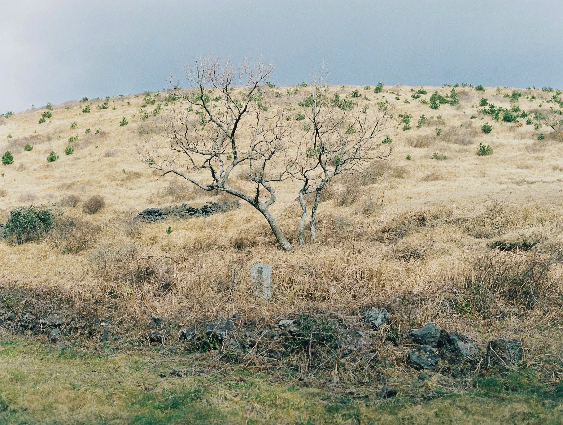 A dry, grassy hill with a leafless tree in the foreground and scattered green shrubs across the hillside, under a cloudy sky.