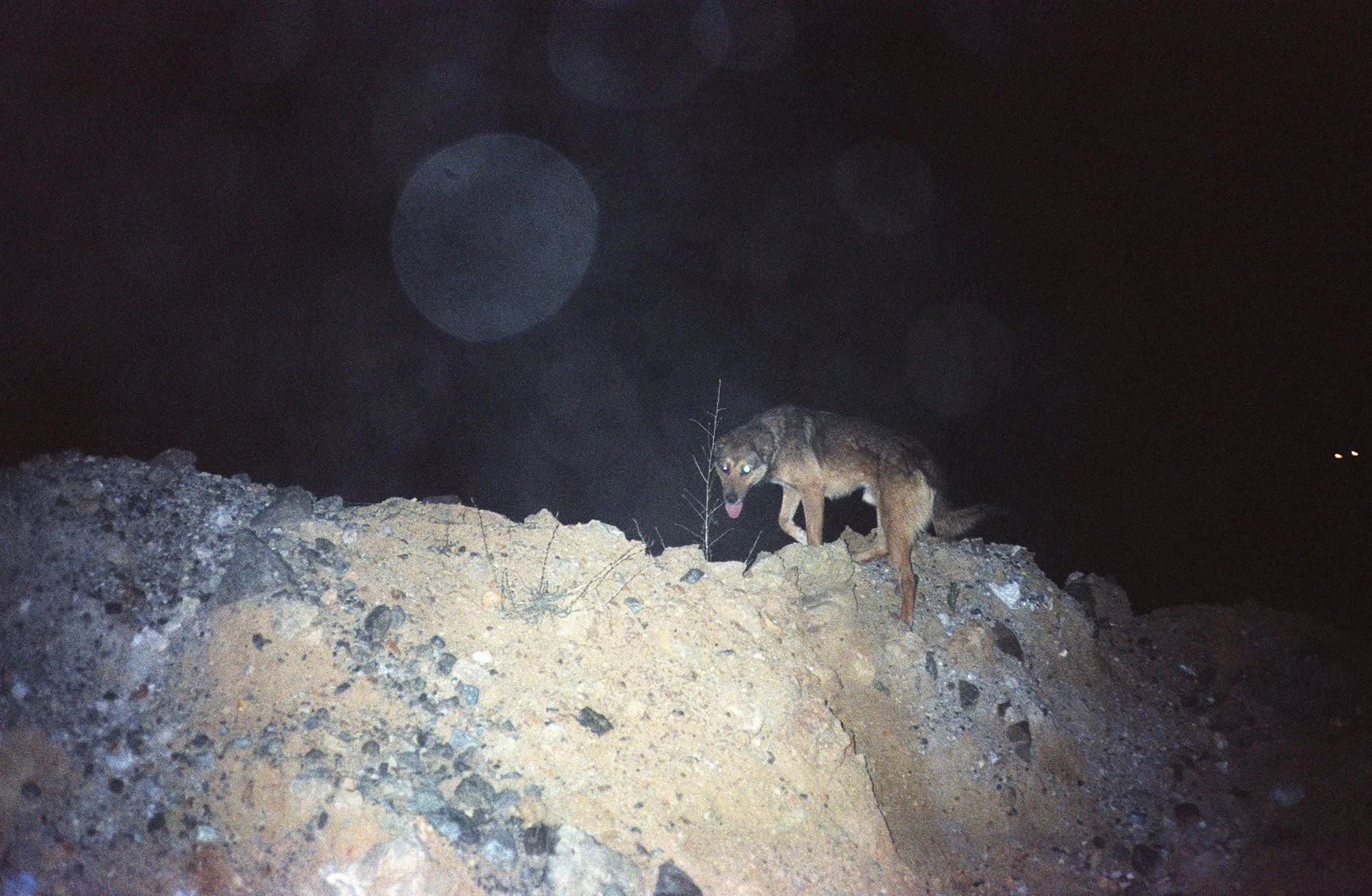 A wild wolf standing on rocky ground at night, with glowing eyes and a dark background.