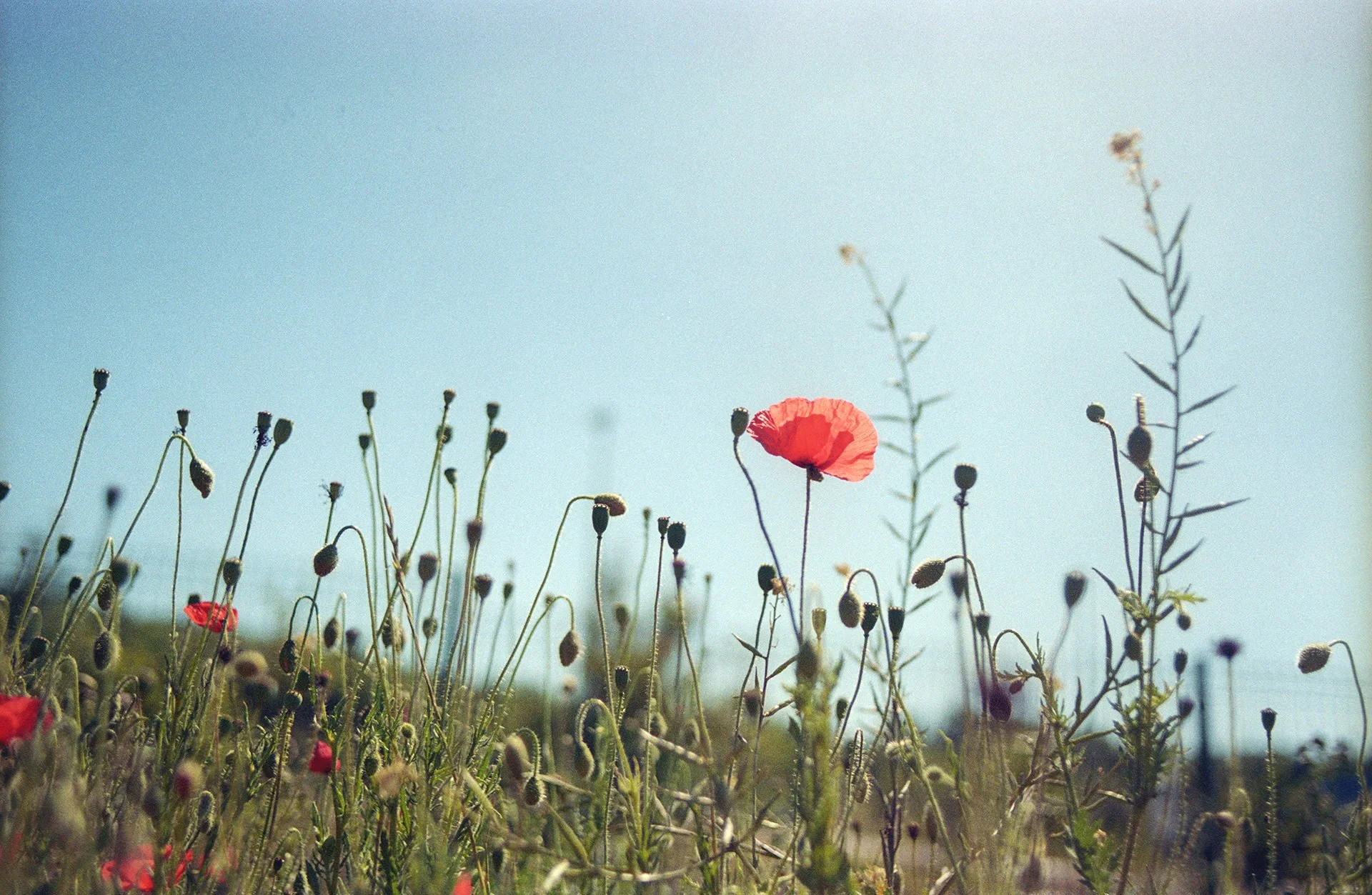 Wildflowers including red poppies and tall grasses on a sunny day with a partially cloudy sky.