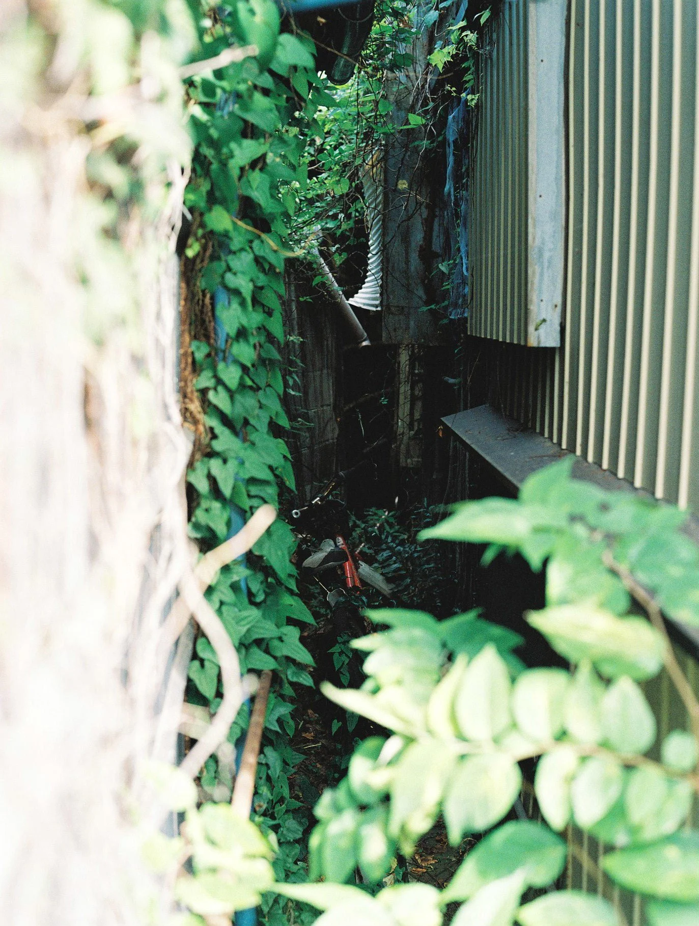 Narrow alleyway with green leafy plants on the left and a corrugated metal fence on the right; some clutter including a bicycle and clothing is partially visible.