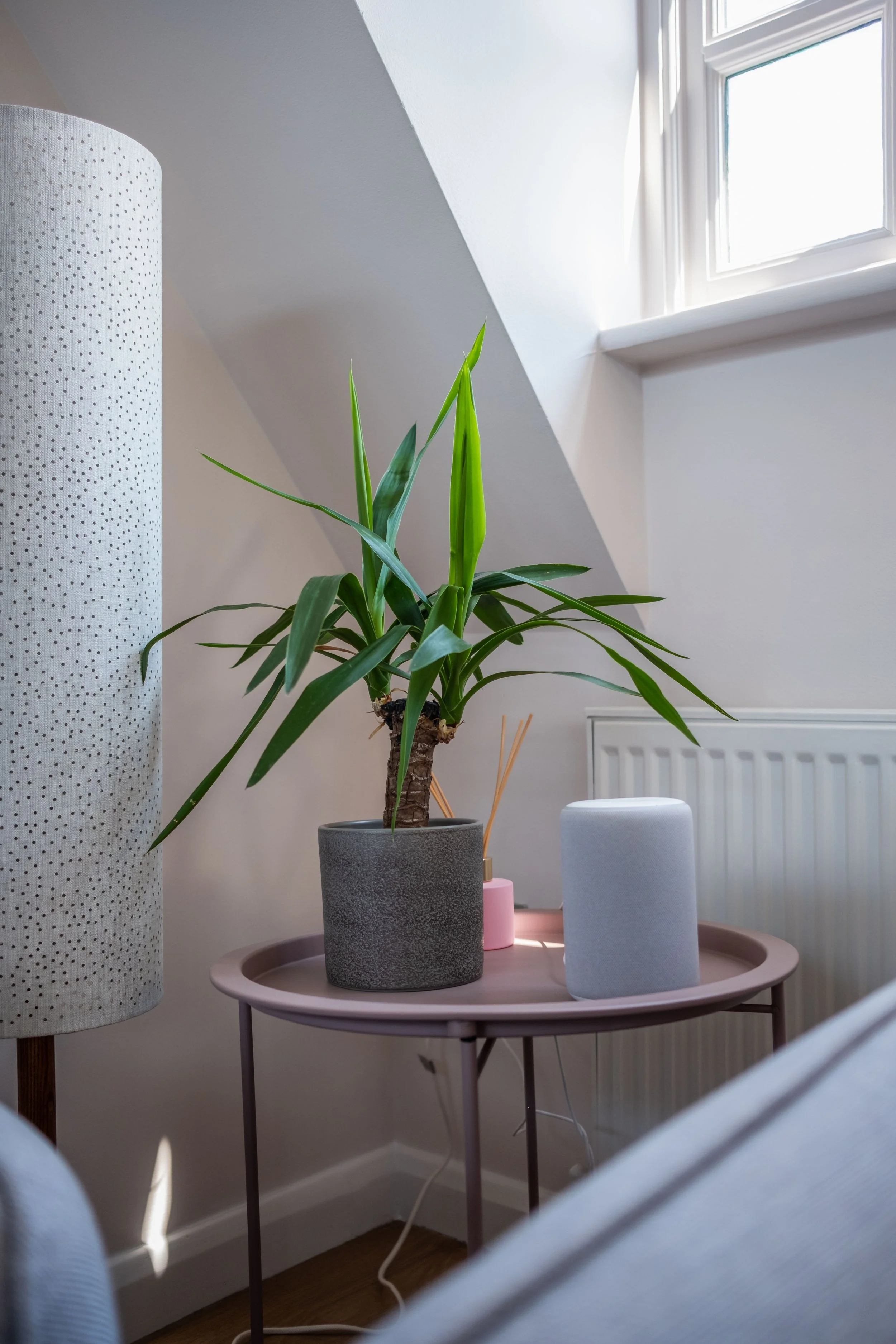A potted plant on a pink side table in a bright, airy room by a window with white curtains.