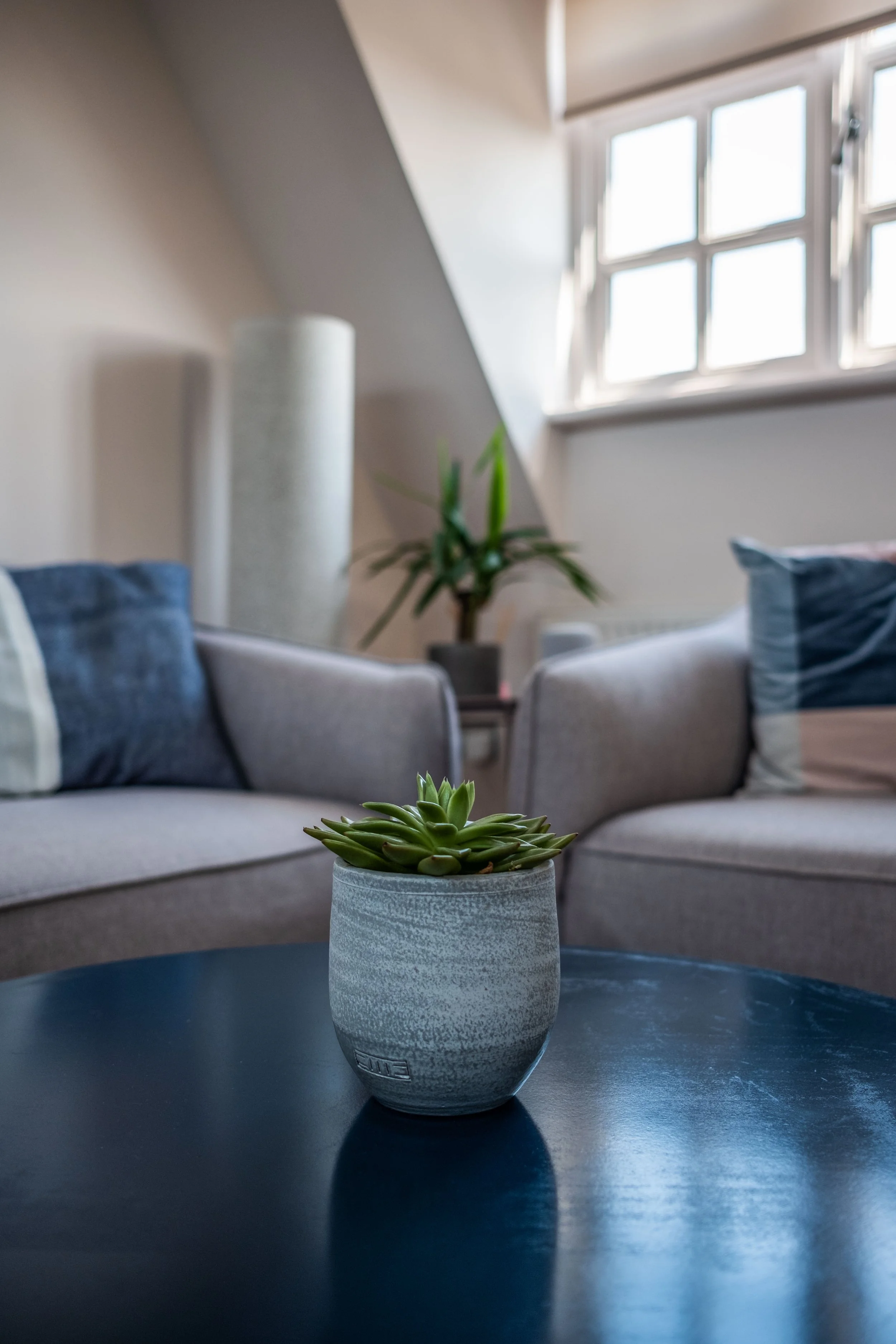 Close-up of a potted succulent on a dark blue table in a living room with sofas, cushions, a lamp, and a window in the background.
