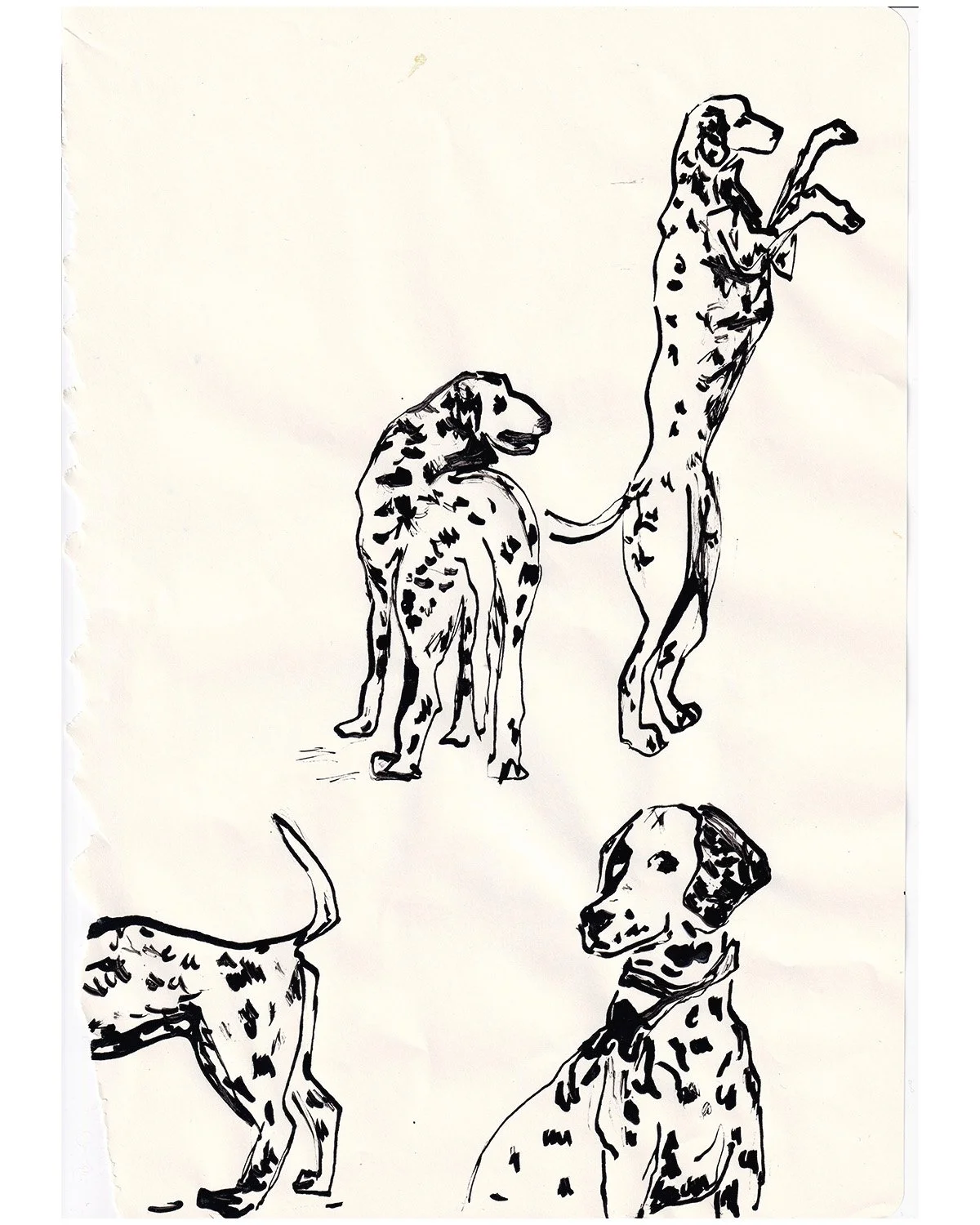 Sketch of several Dalmatian dogs, with some standing and some sitting, drawn in black ink on white paper.