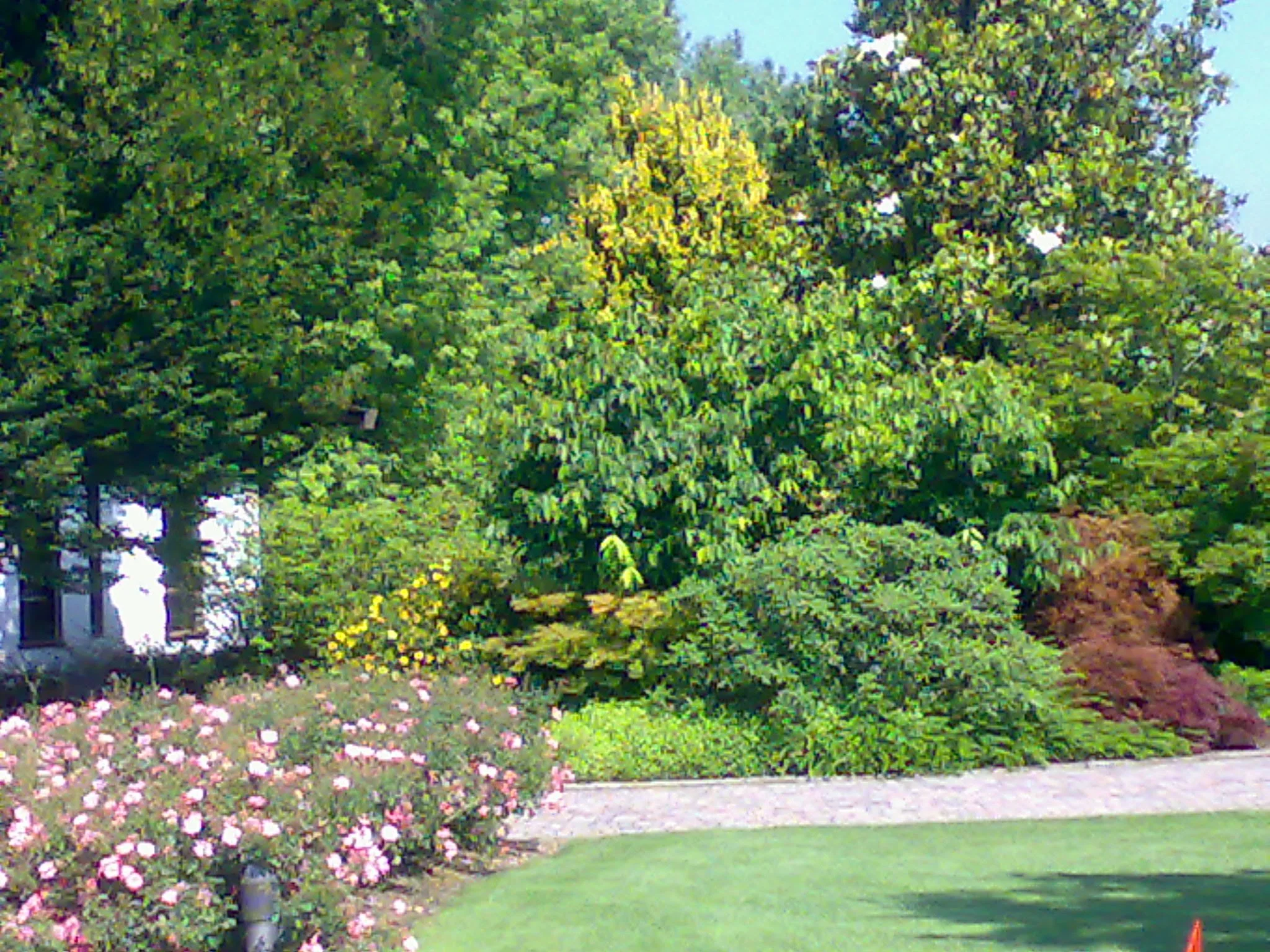 A garden with green trees, pink flowers falling from a hedge, a grassy lawn, and a concrete pathway.