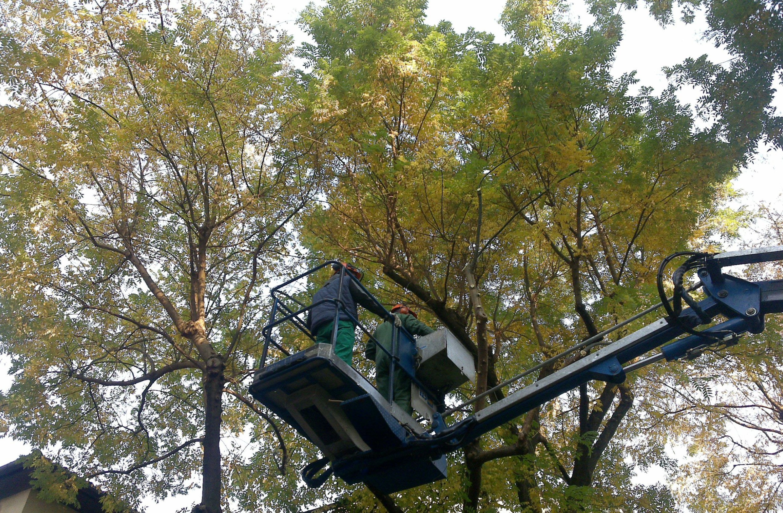 potatura di un grande albero con piattaforma elevatrice e operatori specializzati padova venezia treviso vicenza