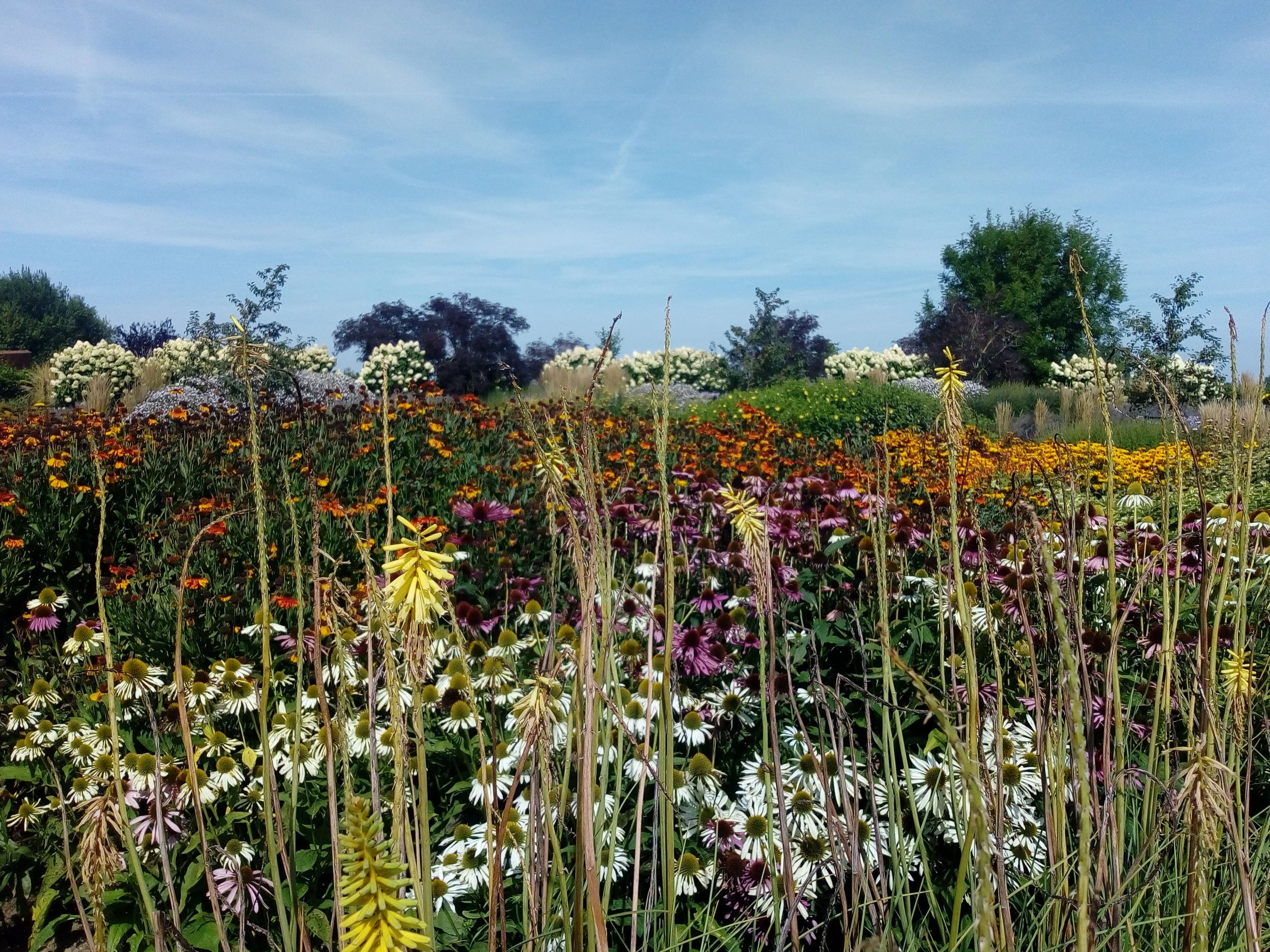Un giardino con una varietà di fiori colorati in piena fioritura sotto un cielo azzurro limpido, con nuvole leggere e alberi sullo sfondo.