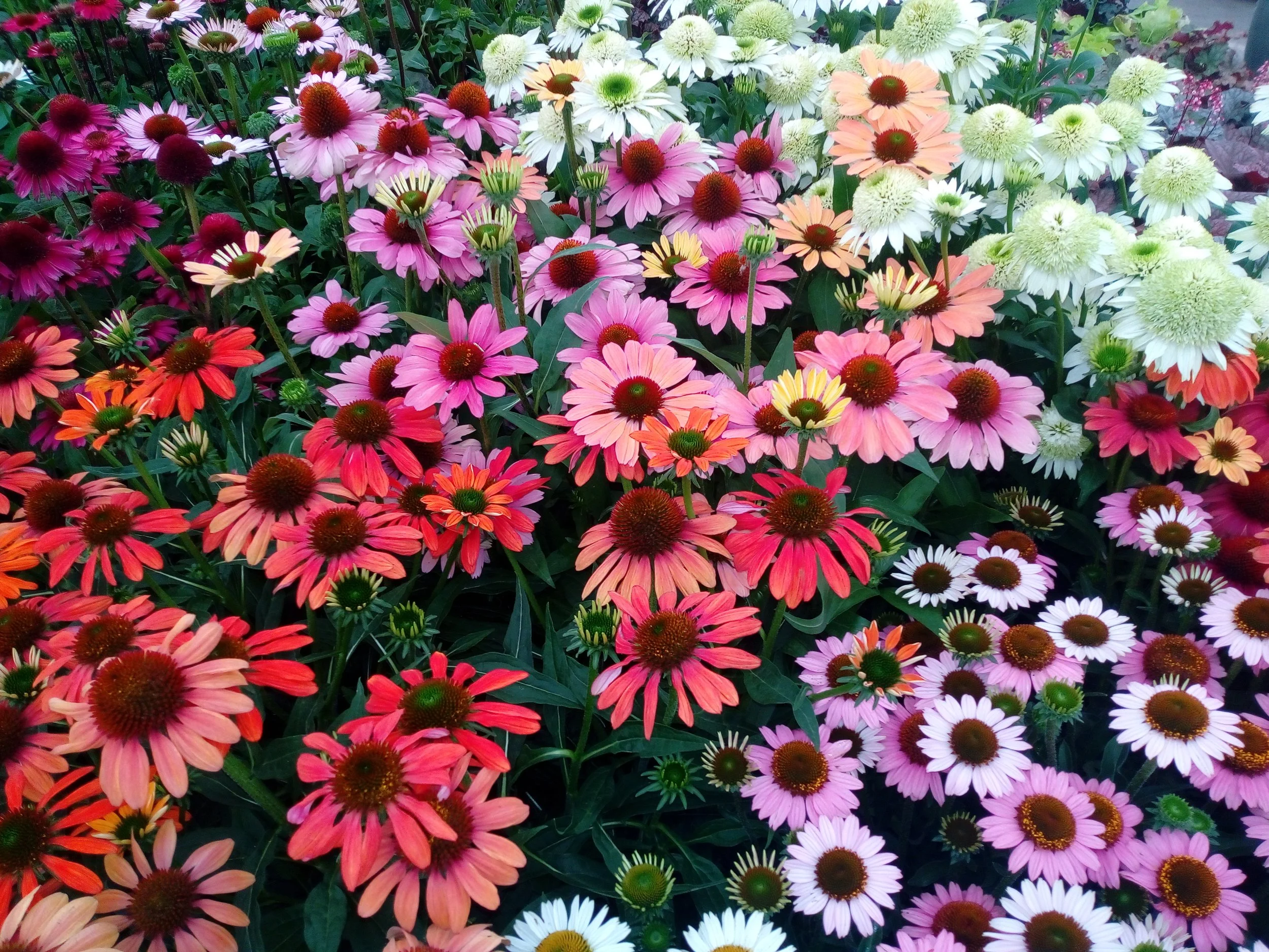 A dense cluster of colorful coneflowers in pink, orange, white, and purple with dark centers in a garden.