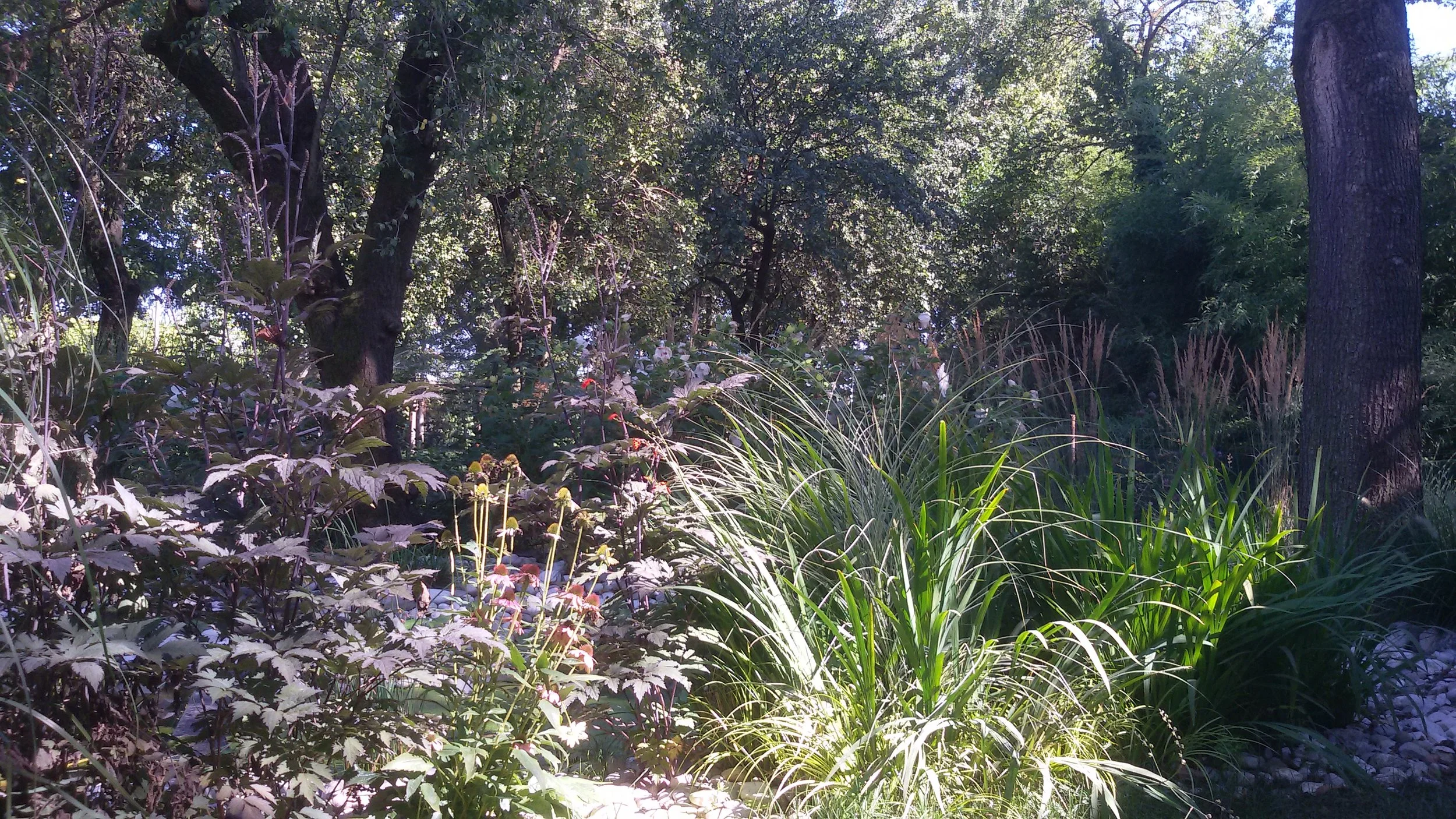 Lush green forest with tall trees, dense foliage, and sunlight filtering through the leaves.