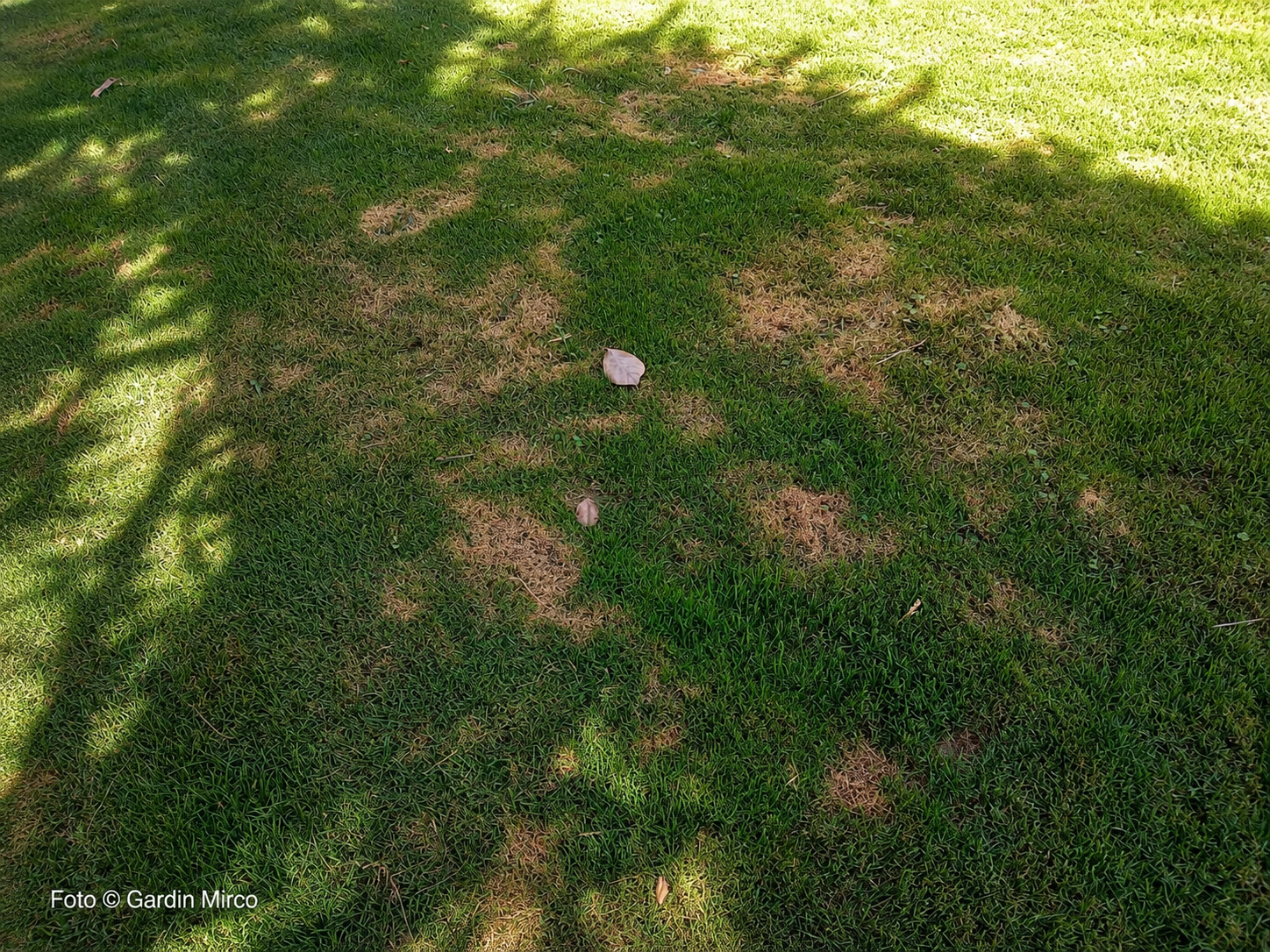 Shadows cast by trees on a grassy lawn with some patches of brown grass and fallen leaves.