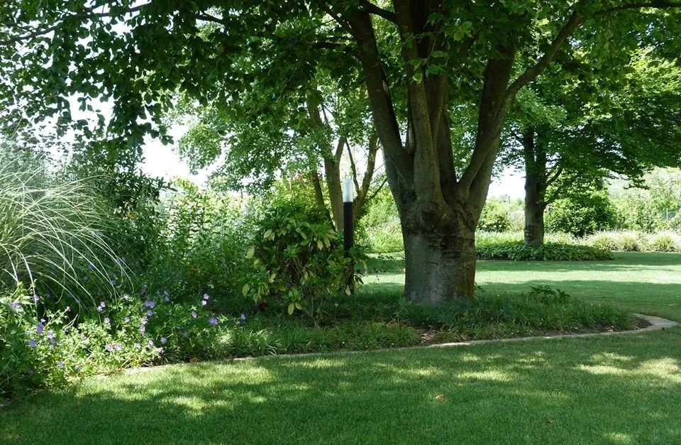Un parco rigoglioso e verdeggiante con un grande albero, erba, arbusti e piante fiorite.