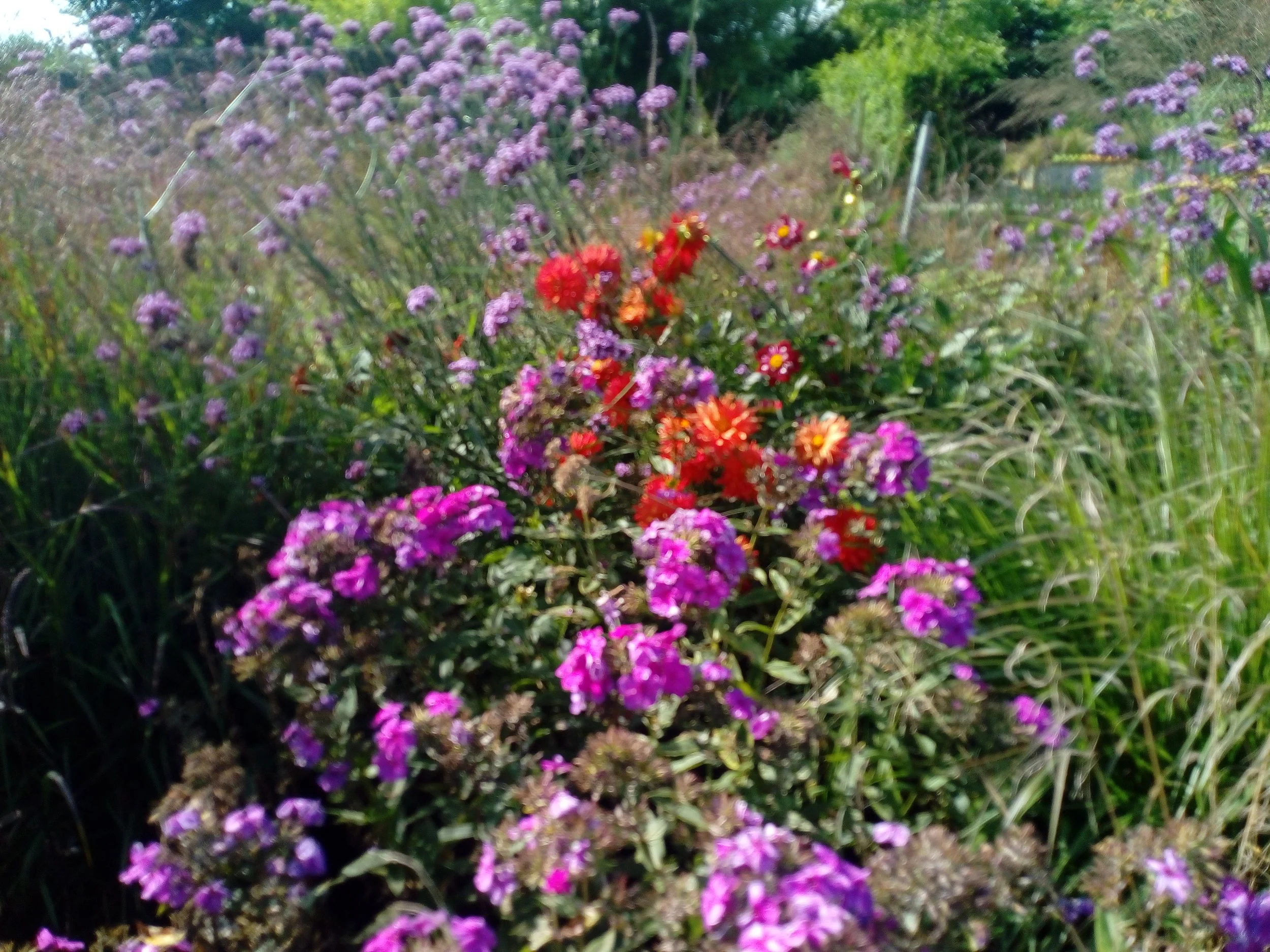 giardino fiorito con prato curato realizzazione giardini Veneto