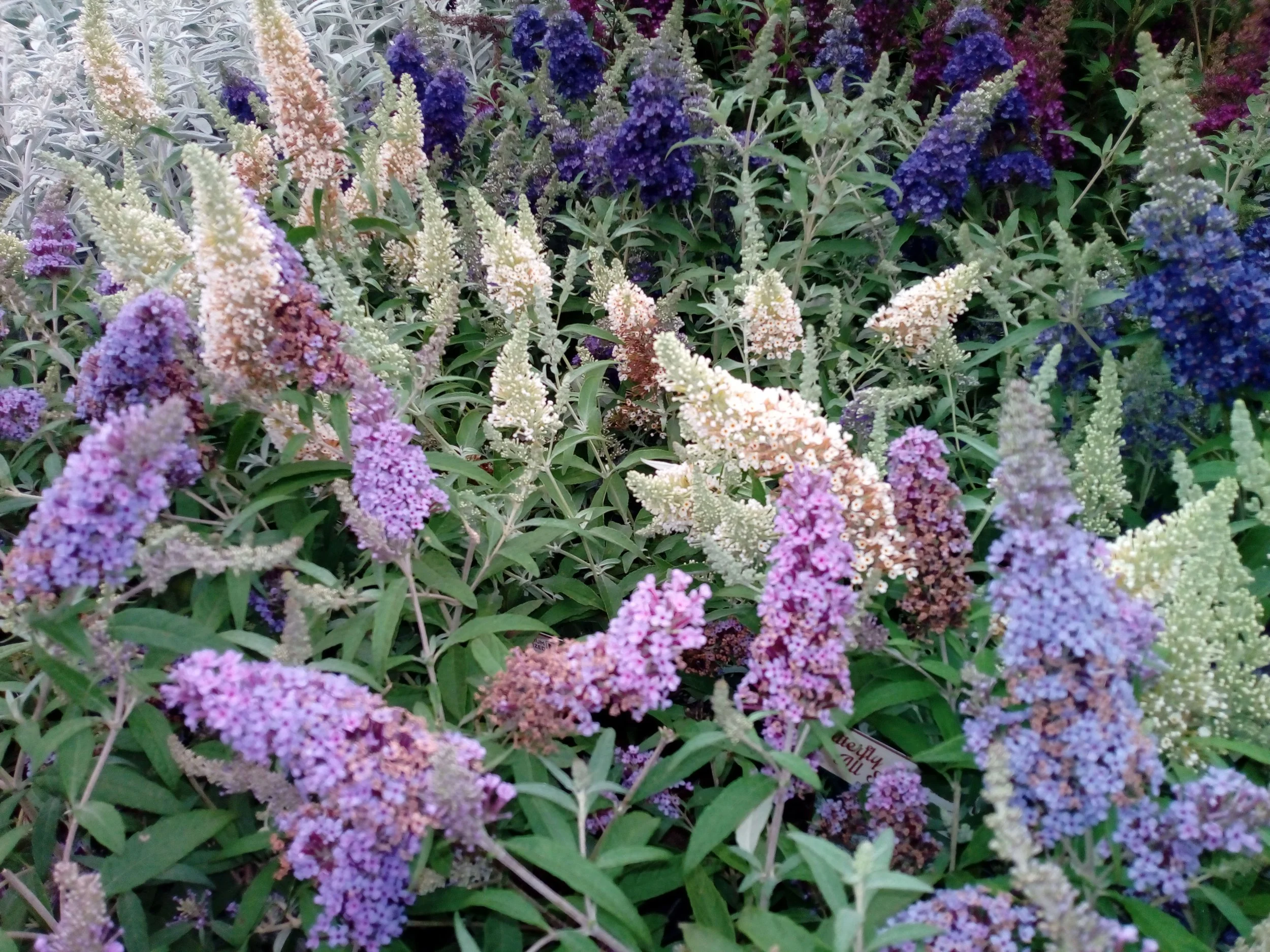 A lush garden bed filled with tall, colorful cluster flowers in shades of purple, white, pink, and blue, with green leaves surrounding them.