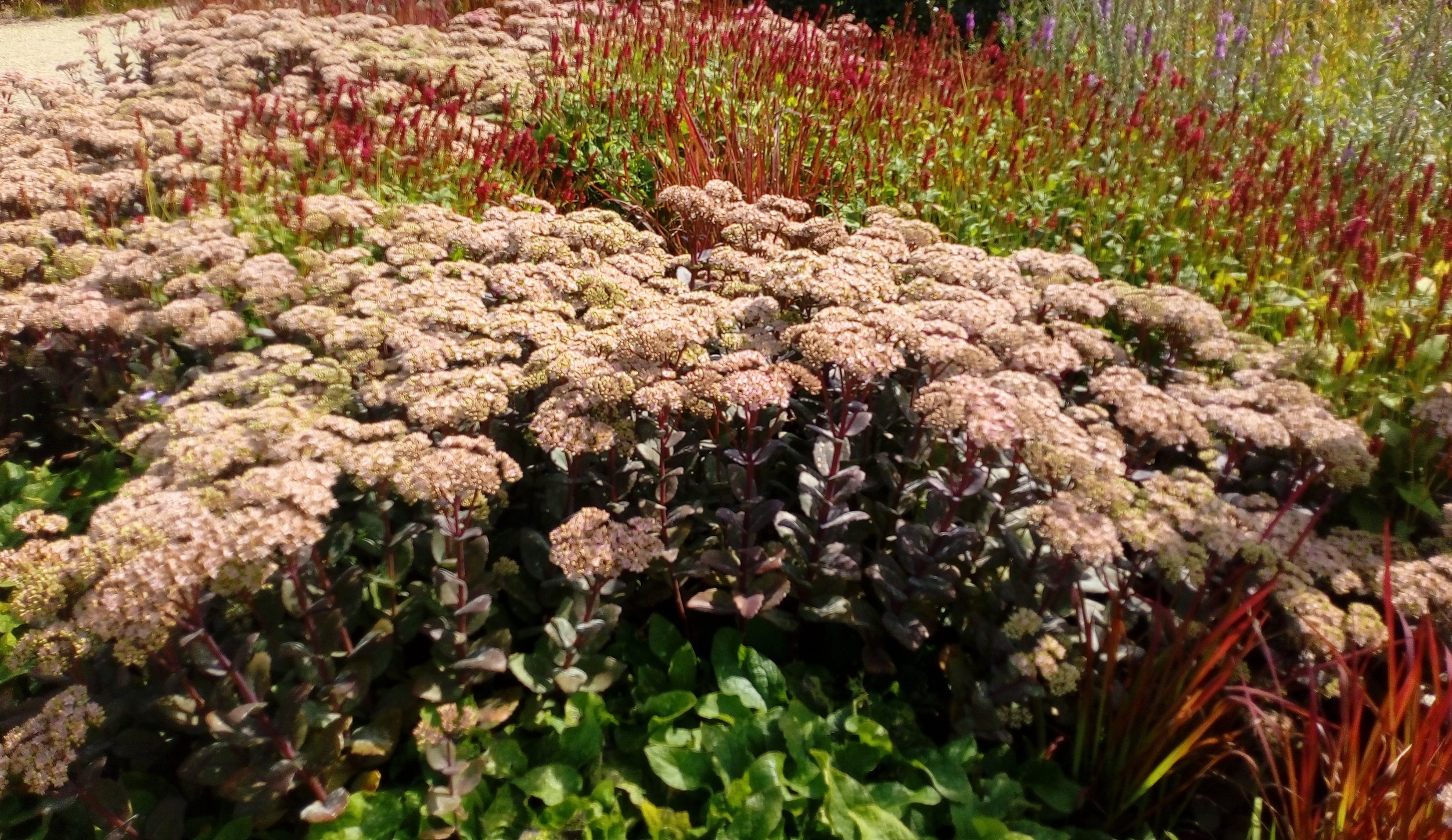 realizzazione giardino con piante ornamentali e fioriture Venezia Padova treviso Vicenza   prato e aiuole curate
