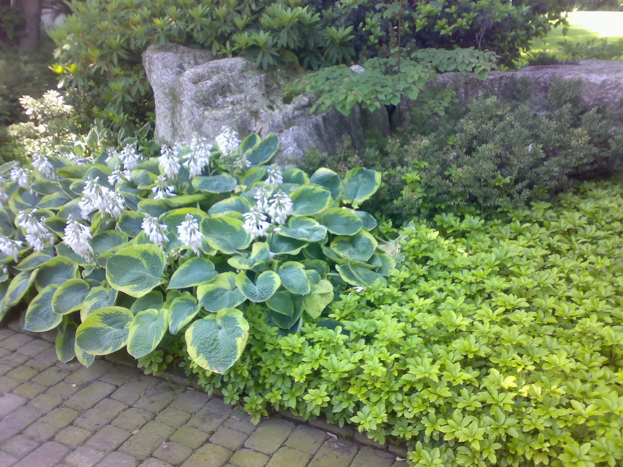 A garden with various green plants, including broad-leafed plants with white flowers in the foreground, and bushes with smaller leaves in the background. A stone pathway runs along the edge of the garden.